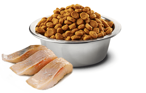 N&D OCEAN CAT HERRING & ORANGE NEUTERED ADULT 1,5 KG