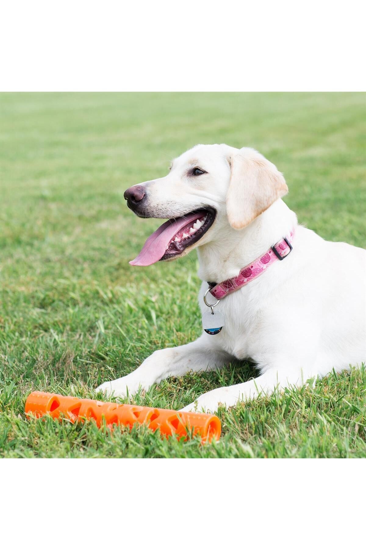 ! Air Fetch Stick Köpek Oyuncağı (BÜYÜK BOY)
