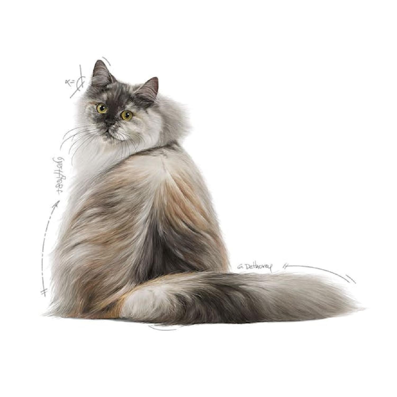 Royal Canin Hair&Skin Tüy ve Deri Sağlığı için Kuru Kedi Maması 2kg