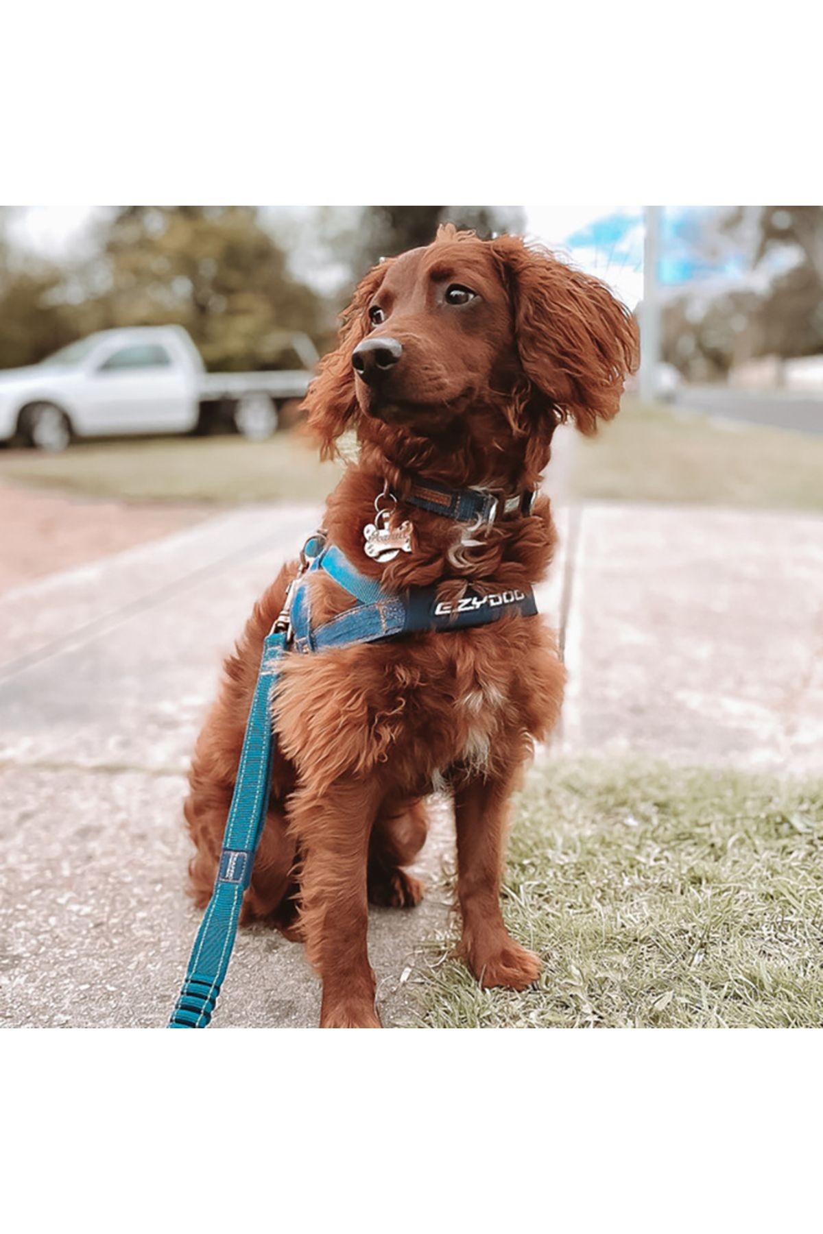 Quick Fit Harness - Kırmızı