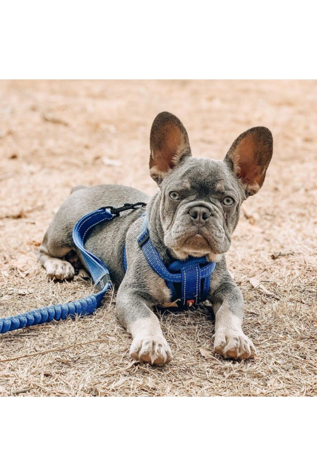 Chest Plate Harness