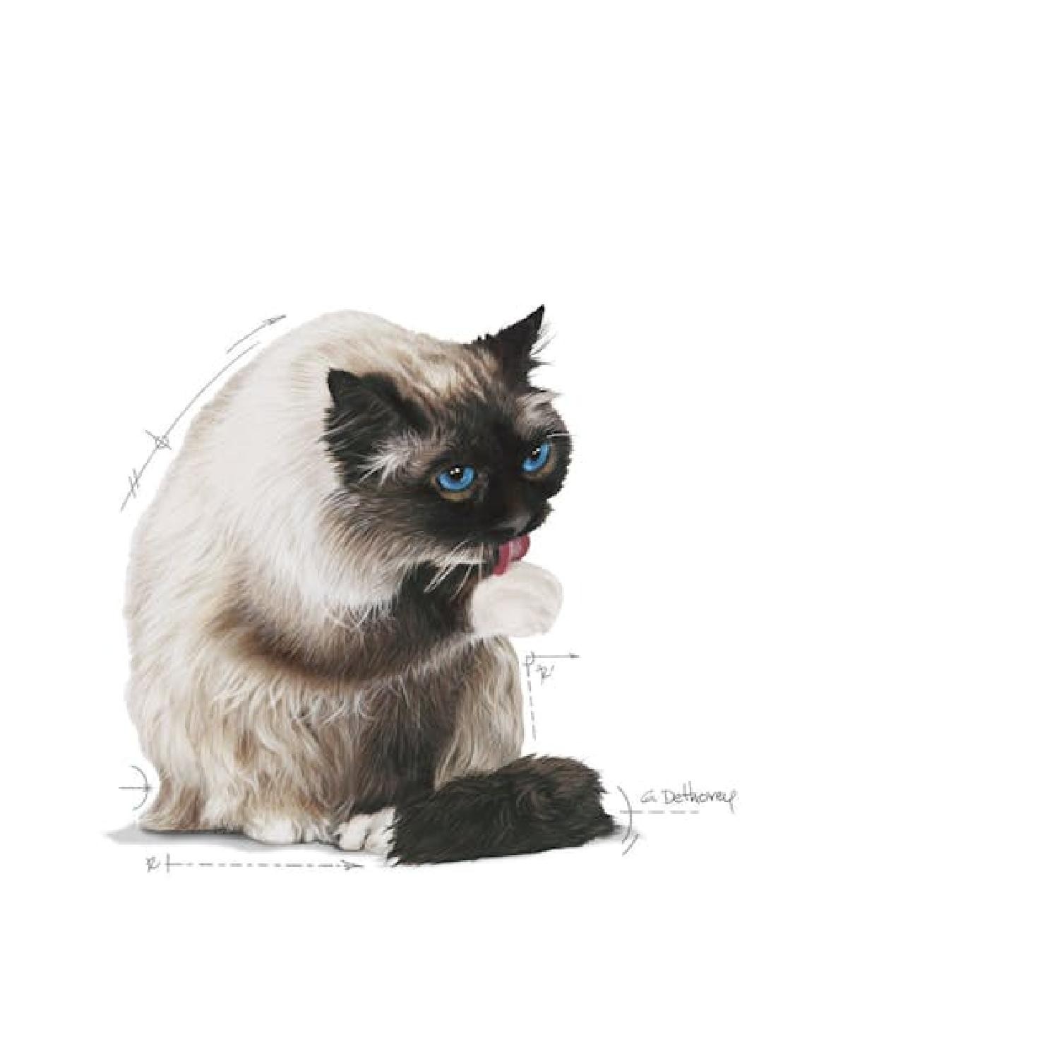 Royal Canin Hairball Tüy Yumağı Oluşumunun Azaltılması için Kuru Kedi Maması 2kg
