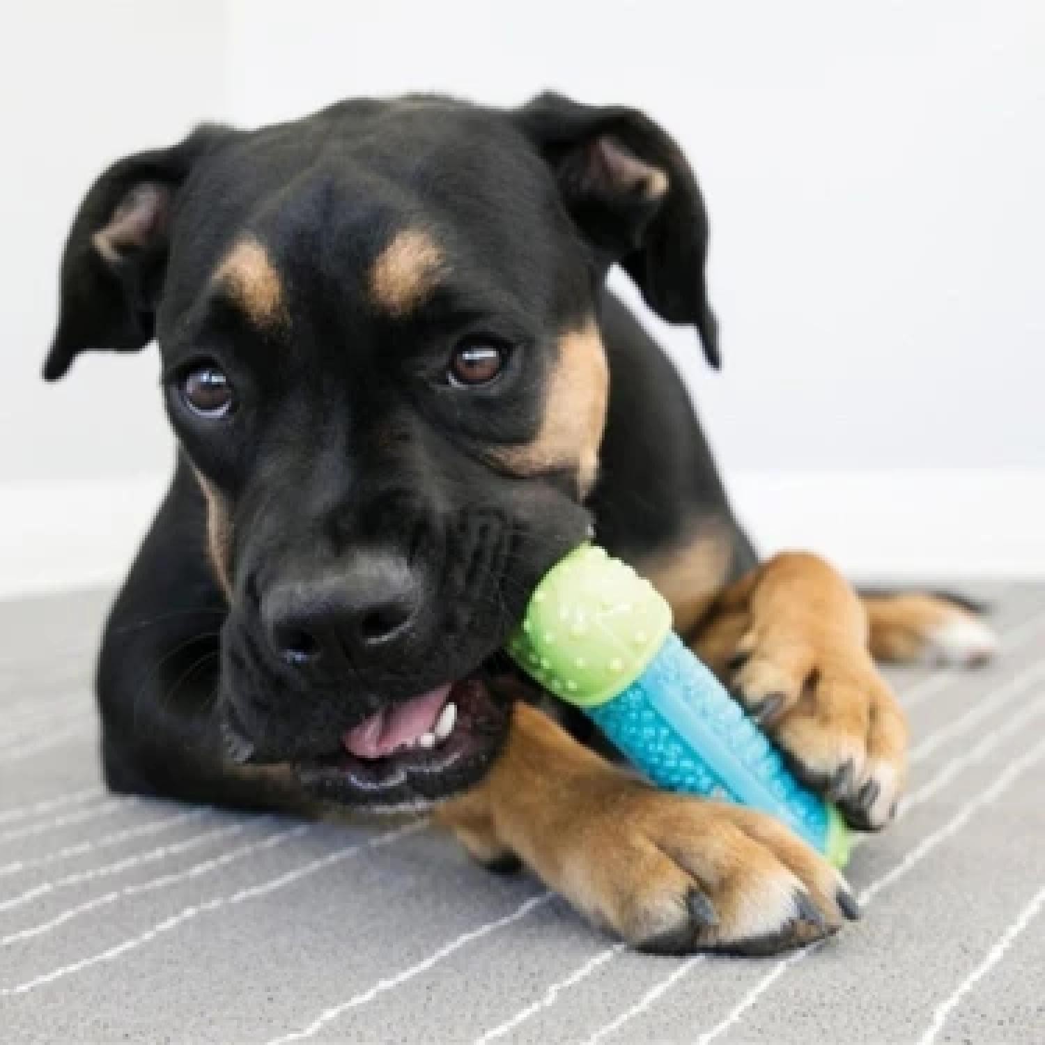KONG Core Strength Kemik Şeklinde Köpek Oyuncağı M/L