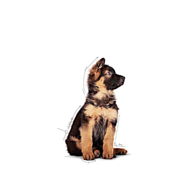 Royal Canin Büyük Irklar için Yavru Yaş Köpek Maması 140g