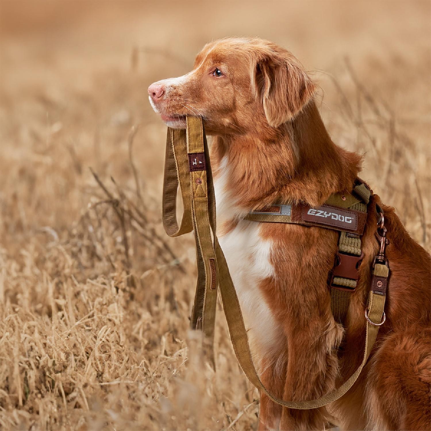 Ezydog Vario 4 Çok Yönlü Köpek Gezdirme Kayışı - Mavi