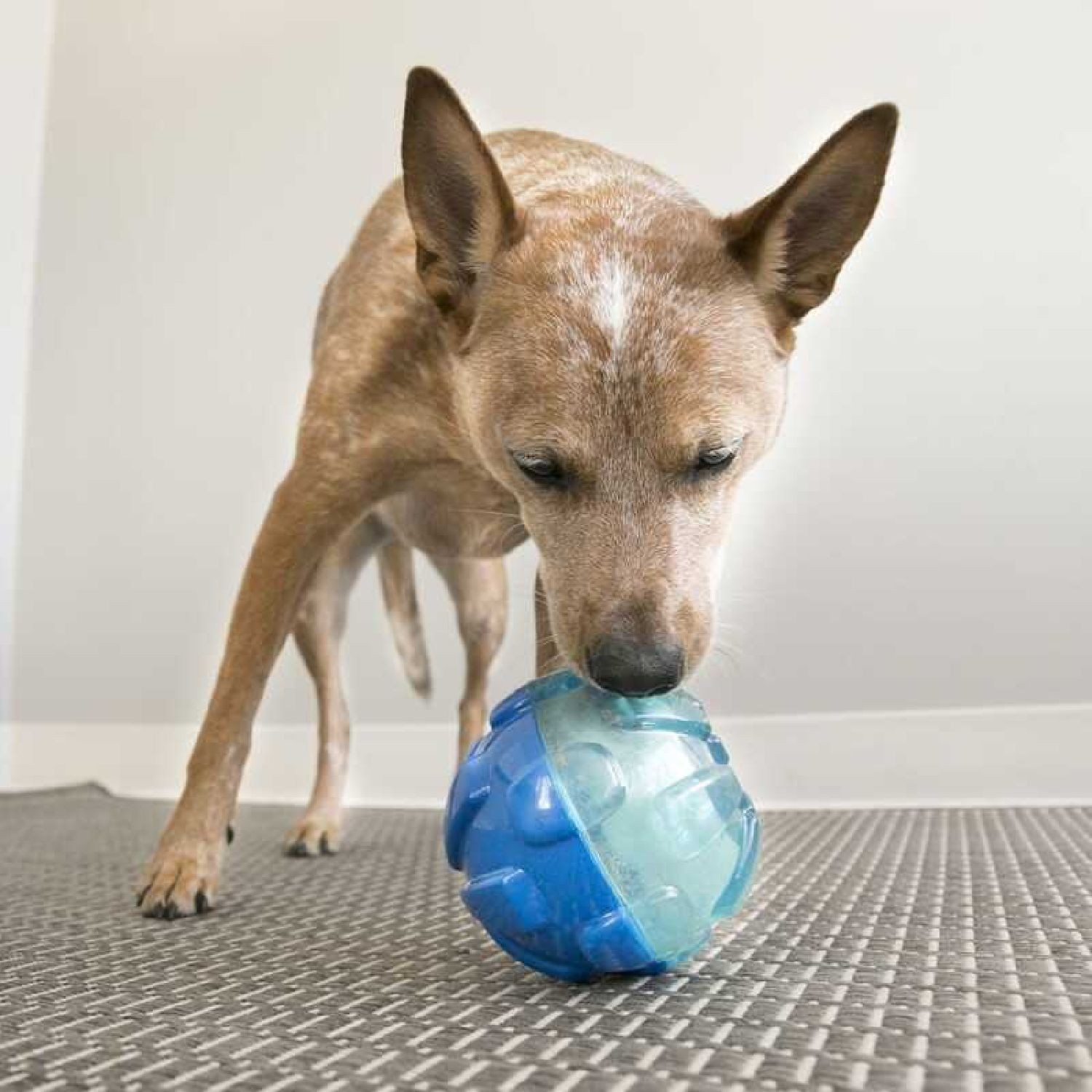 KONG Rewards Ball Köpekler için Ödül Maması Dağıtma Oyuncağı L