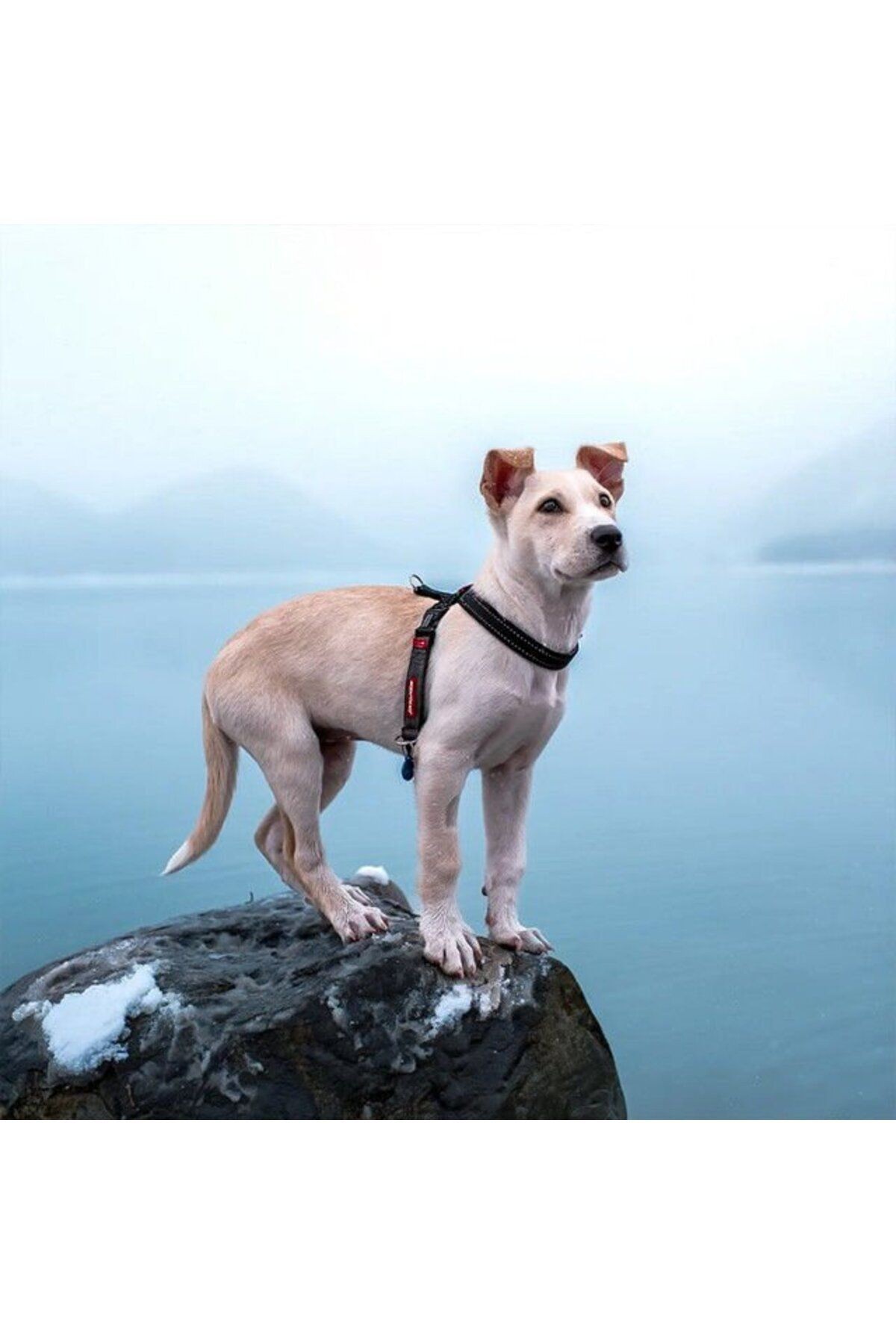 Crosscheck Lh Harness - Siyah