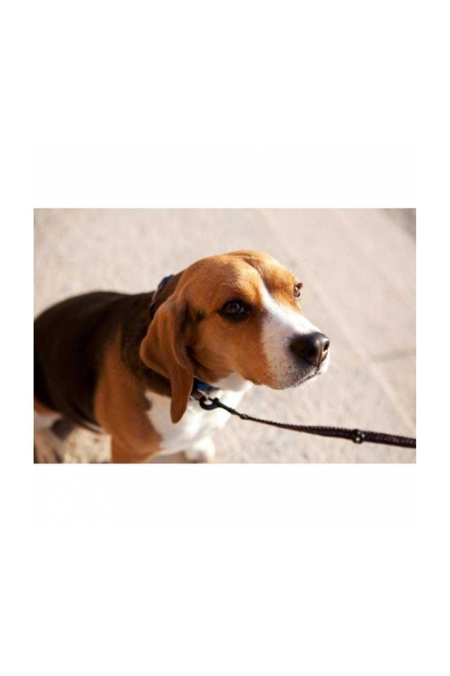 Ezydog Vario 4 Lite Çok Yönlü Köpek Gezdirme Kayışı - Siyah