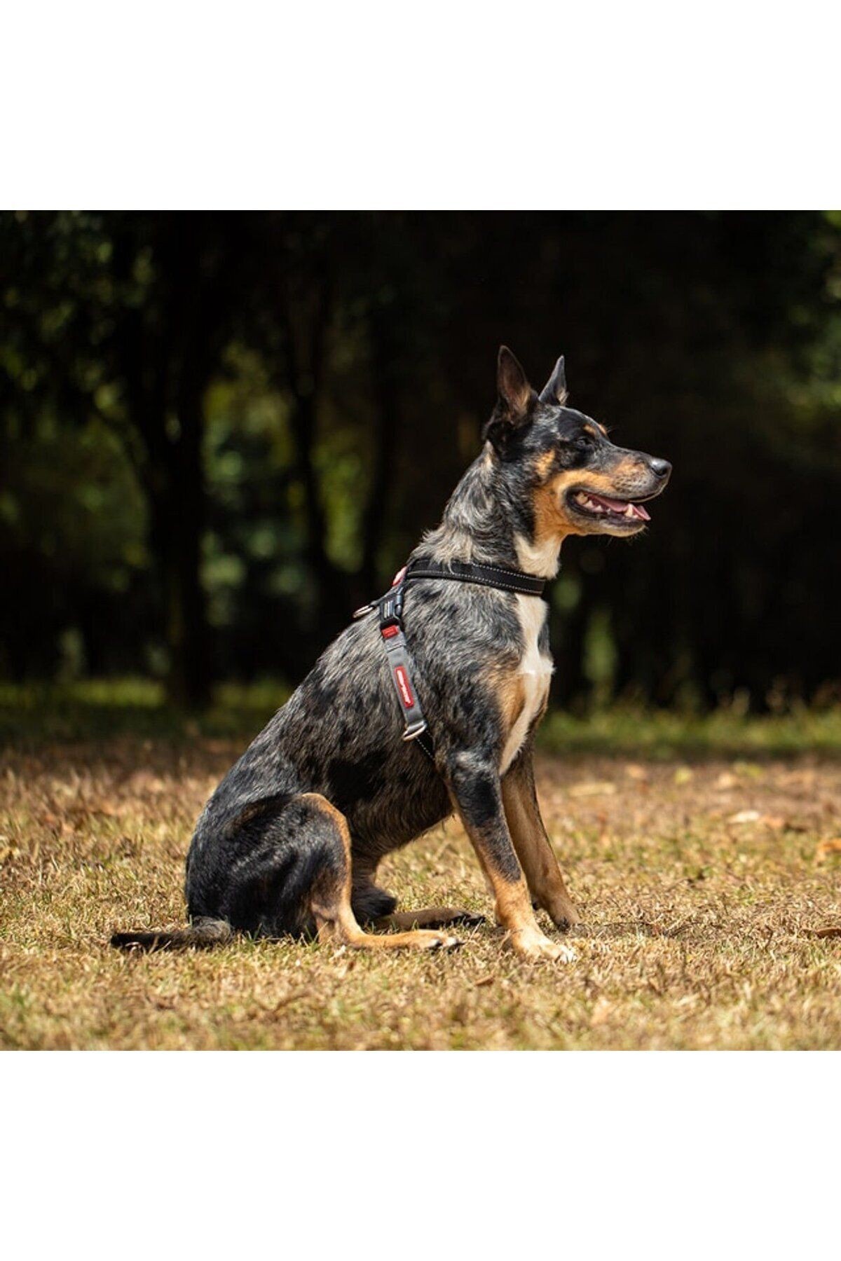 Crosscheck Lh Harness - Siyah