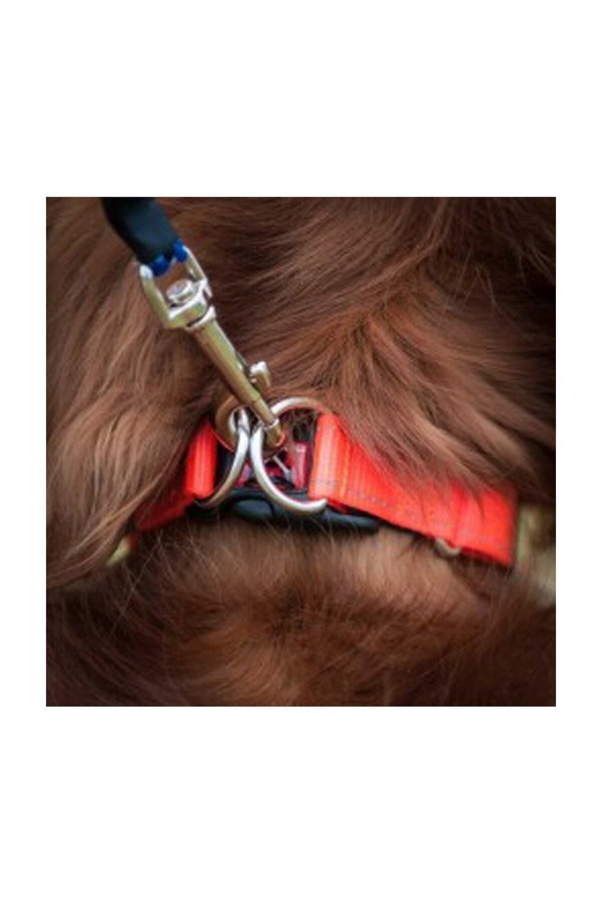 Double Up Çift Halkalı Köpek Boyun Tasması Xlarge Çikolata