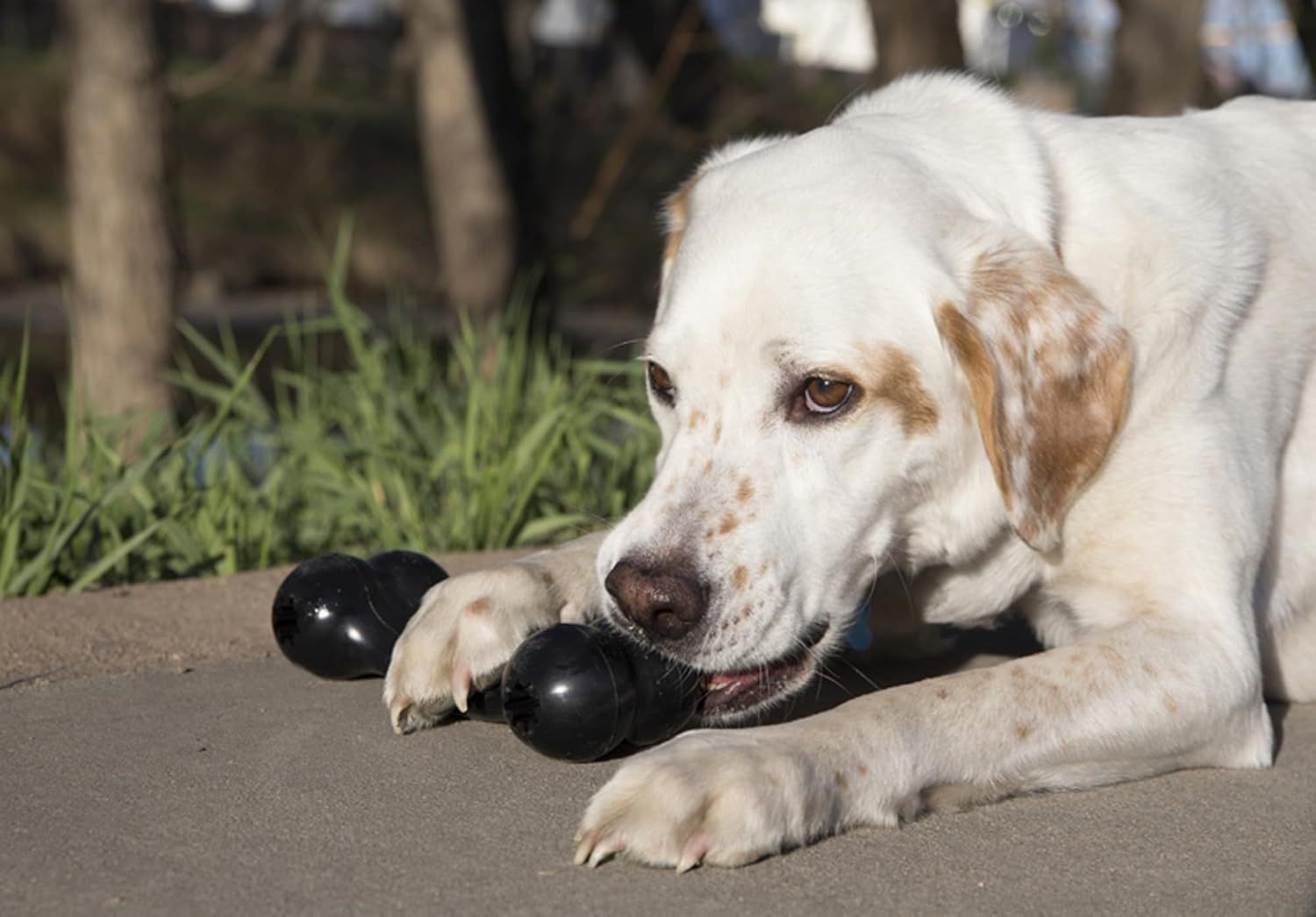 KONG Extreme Goodie Bone Kemik Şeklinde Çok Amaçlı Köpek Oyuncağı Ultra Sert L