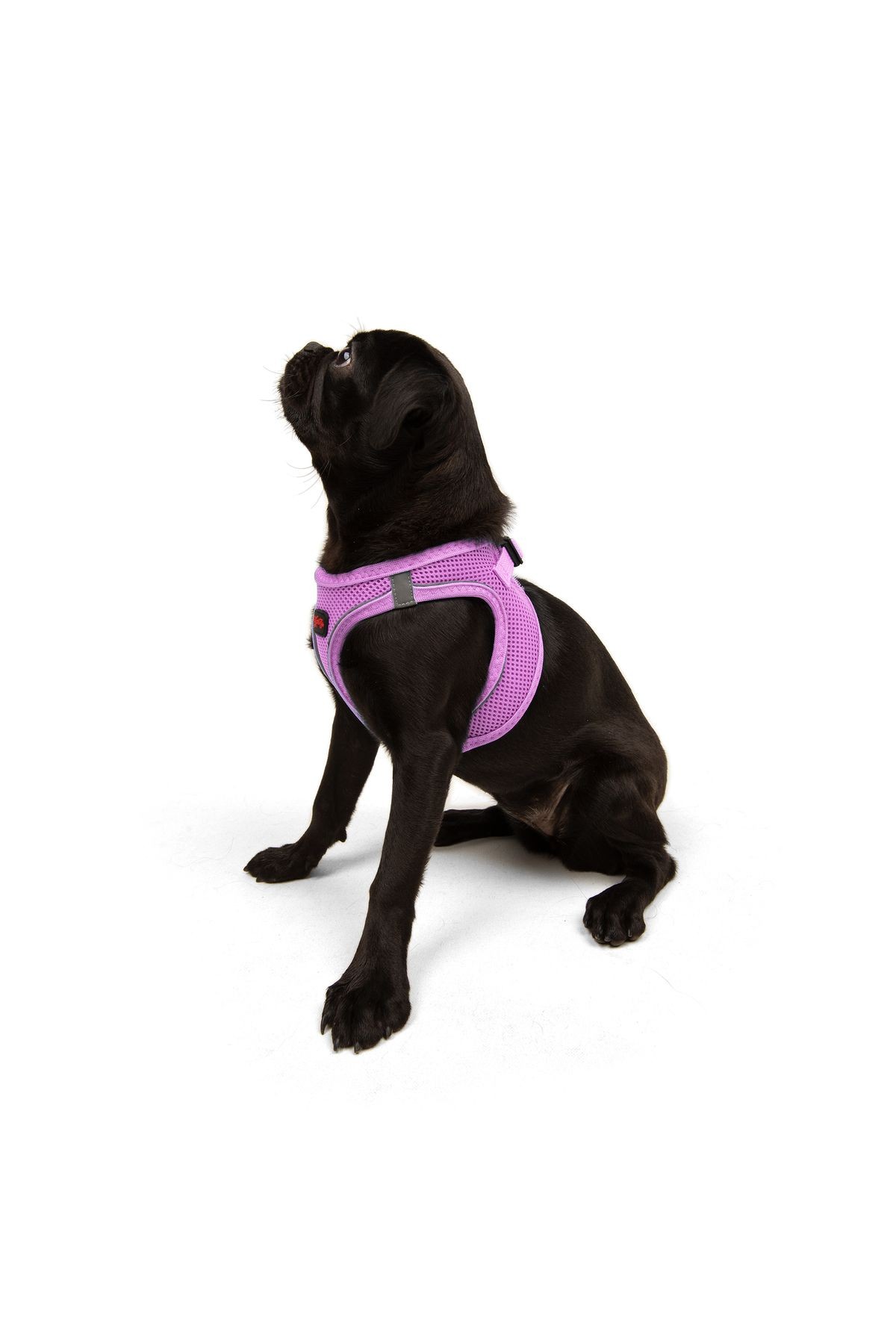 Air-Mesh Küçük ve Orta Irk Kedi Köpek Göğüs Tasması Yumuşak,Nefes Alabilir, Dayanıklı