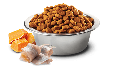 N&D OCEAN DOG COD, PUMPKIN & ORANGE ADULT MINI 2,5 KG