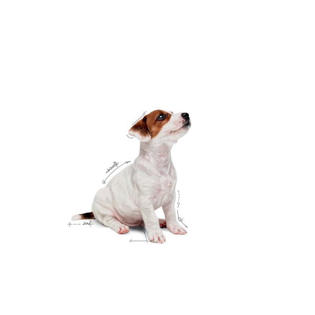 Royal Canin Küçük Irklar için Yavru Yaş Köpek Maması 85g