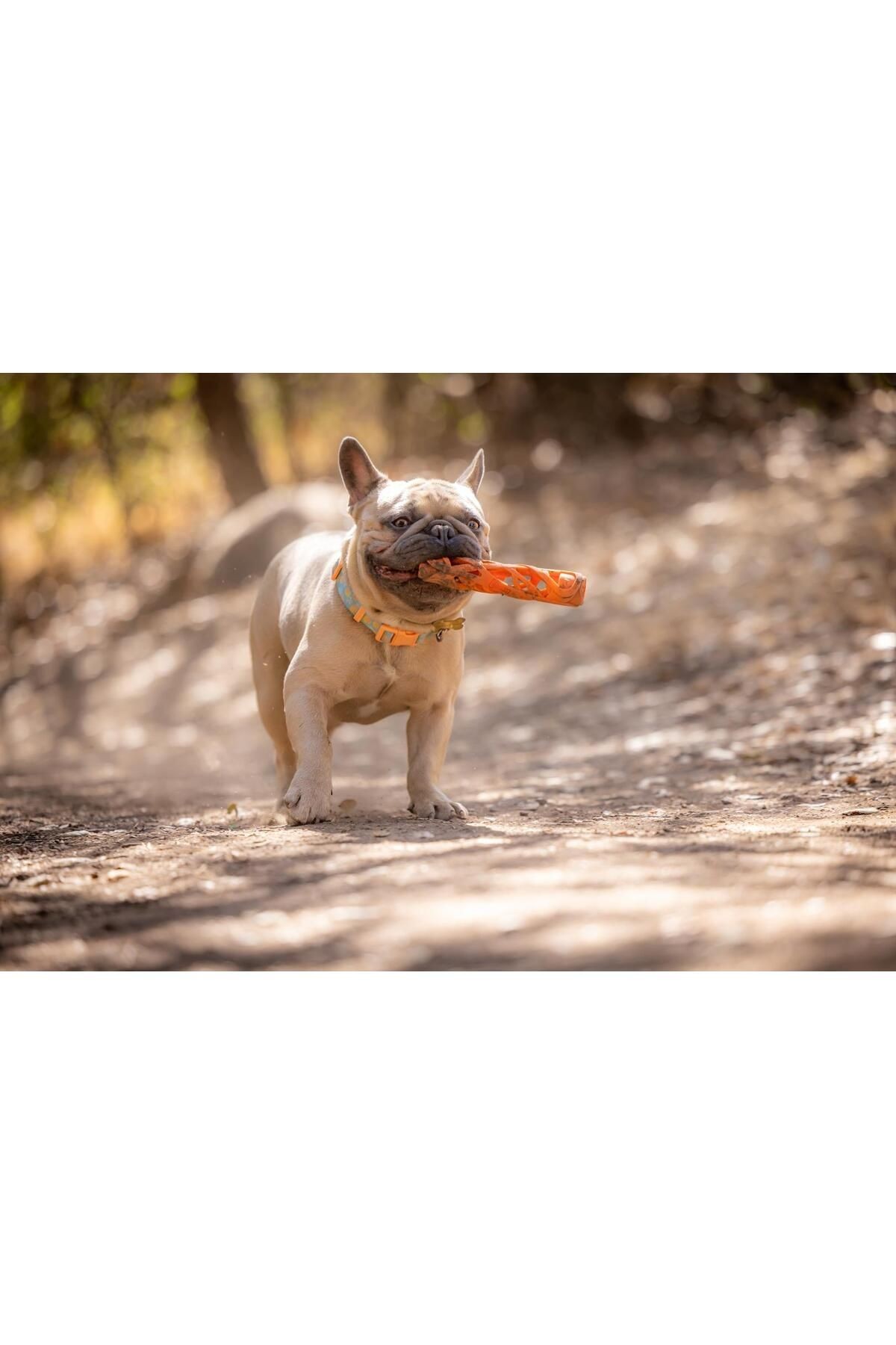 ! Air Fetch Stick Köpek Oyuncağı (KÜÇÜK BOY)