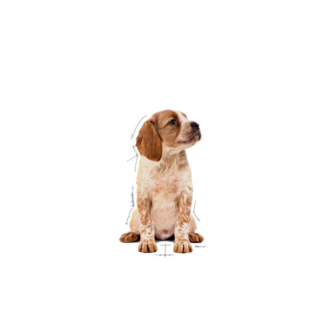 Royal Canin Orta Irklar için Yavru Yaş Köpek Maması 140g