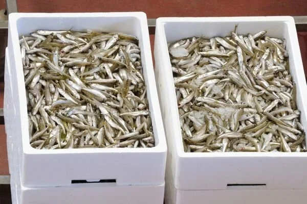 GÜMÜŞ BALIĞI / ATERINA