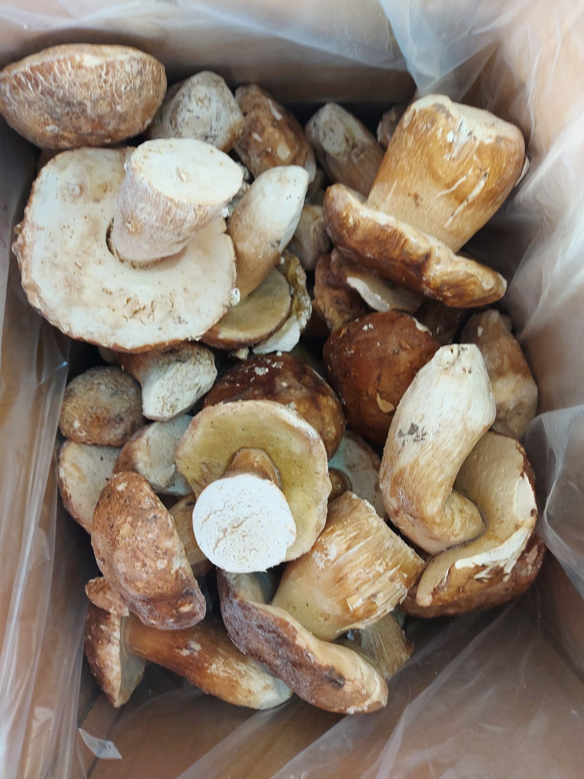 PORCİNİ MANTAR DONUK  No :11 1 KG