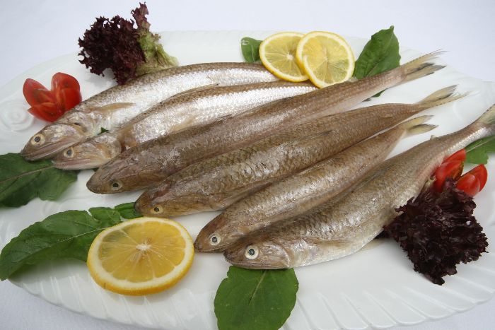 GÜMÜŞ BALIĞI / ATERINA