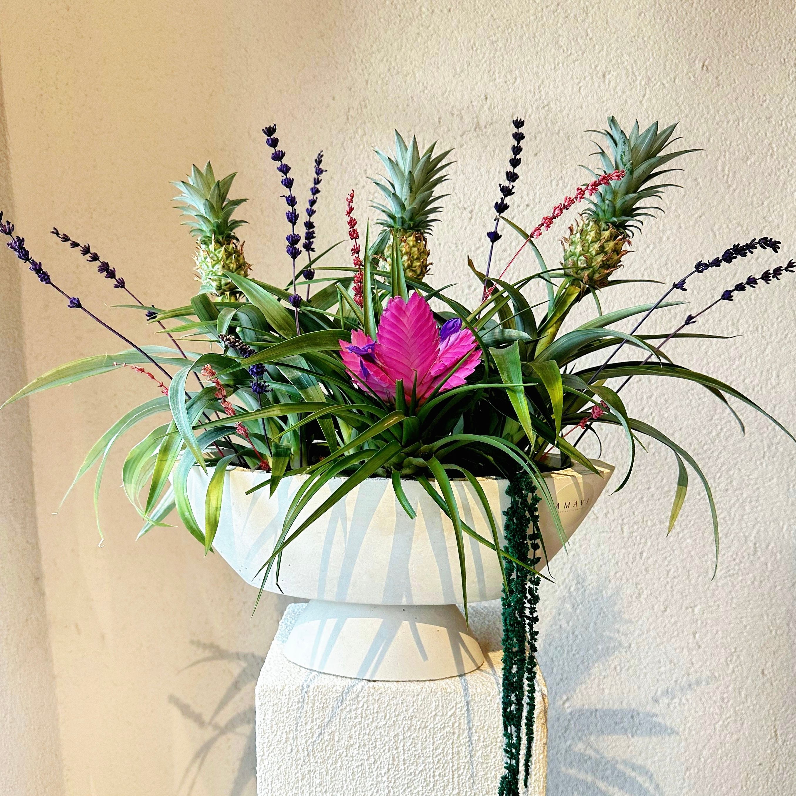 Pertfect Mix Seramik Vazoda Tillandsia ve Ananas Bitkisi