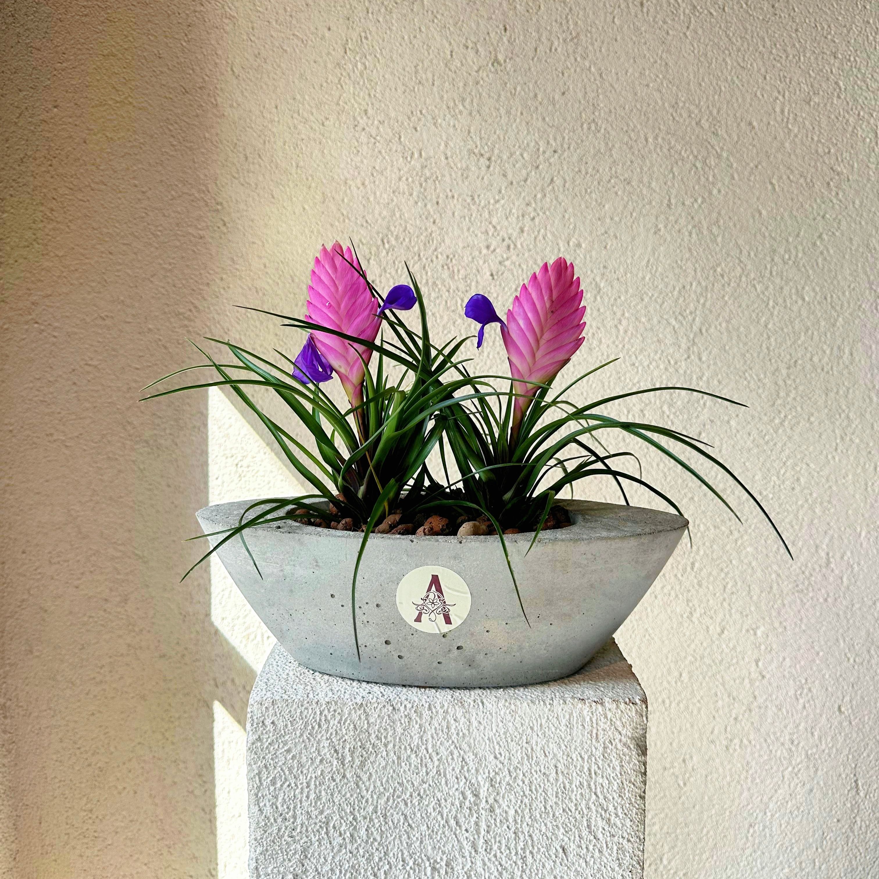 Beton Saksıda 2'li Tillandsia (Hava Bitkisi)