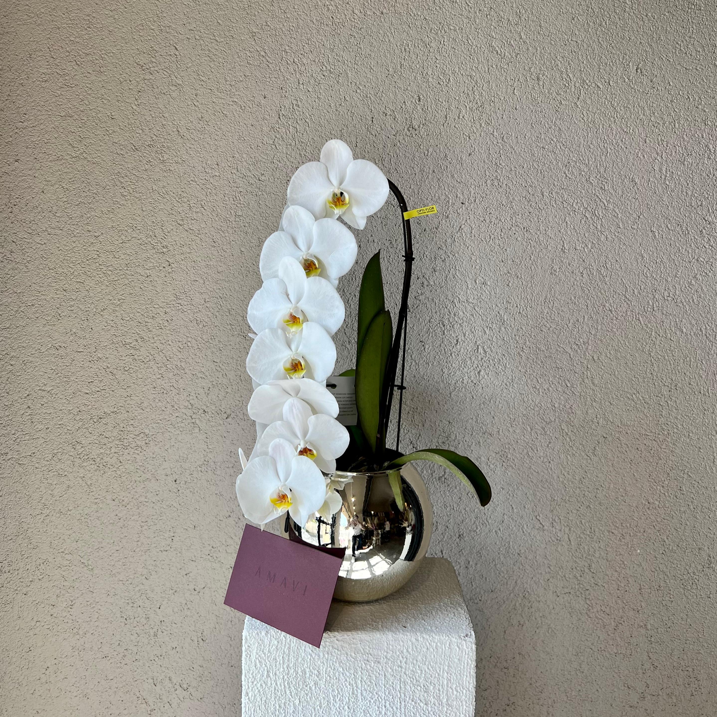 Perfection Gümüş Vazoda Premium Orkide