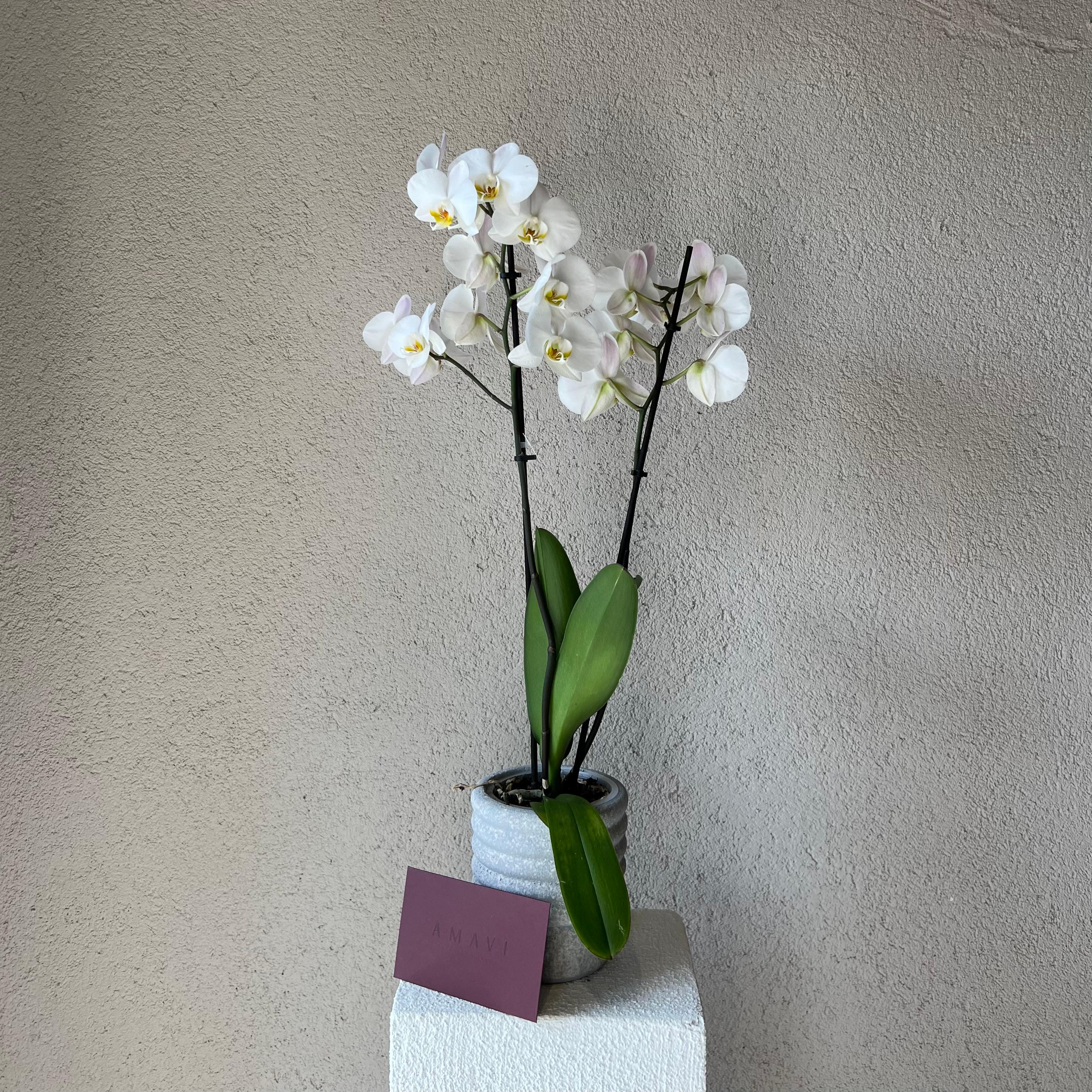 2 Dallı Beton Vazoda Orkide