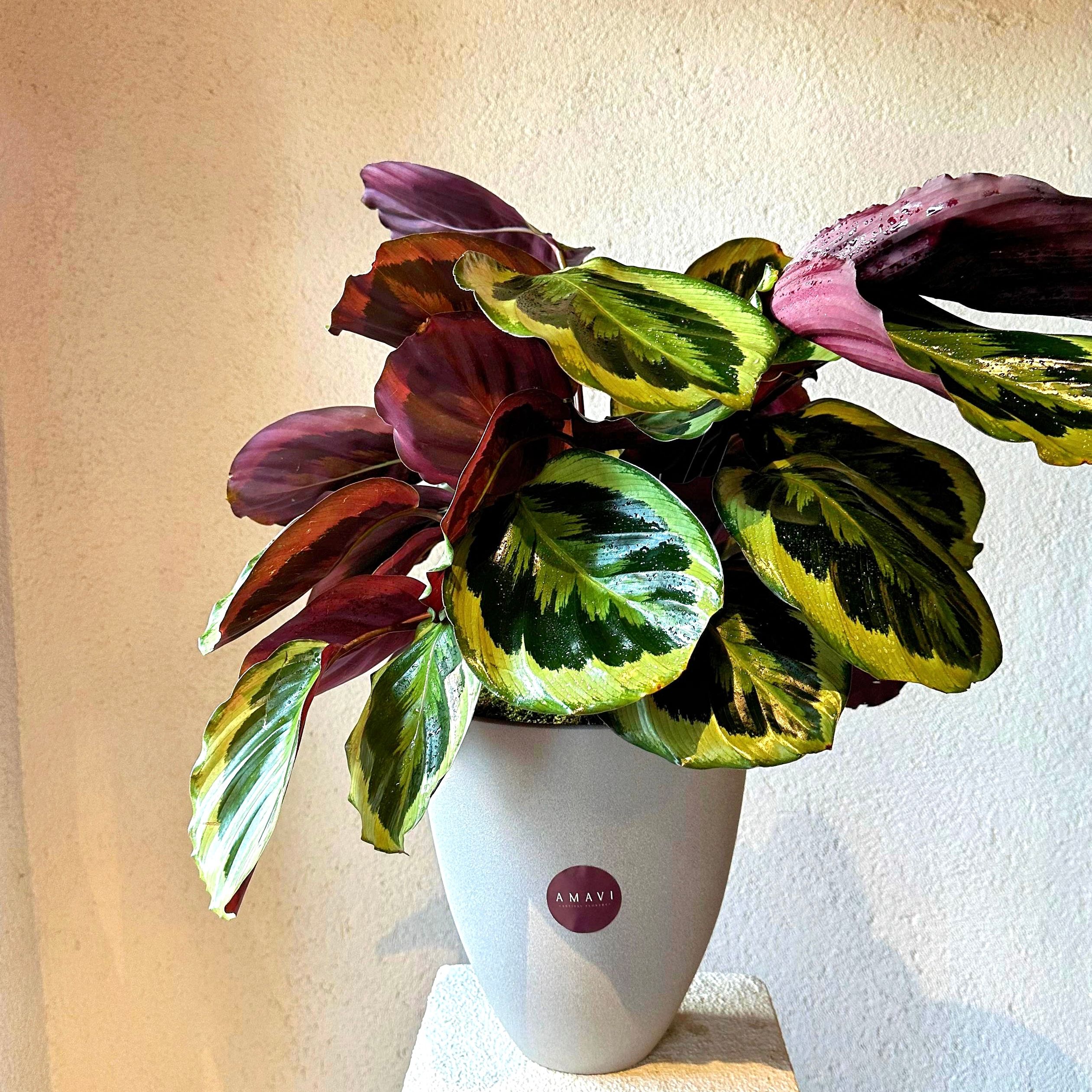 Özel Seramik Vazoda Calathea