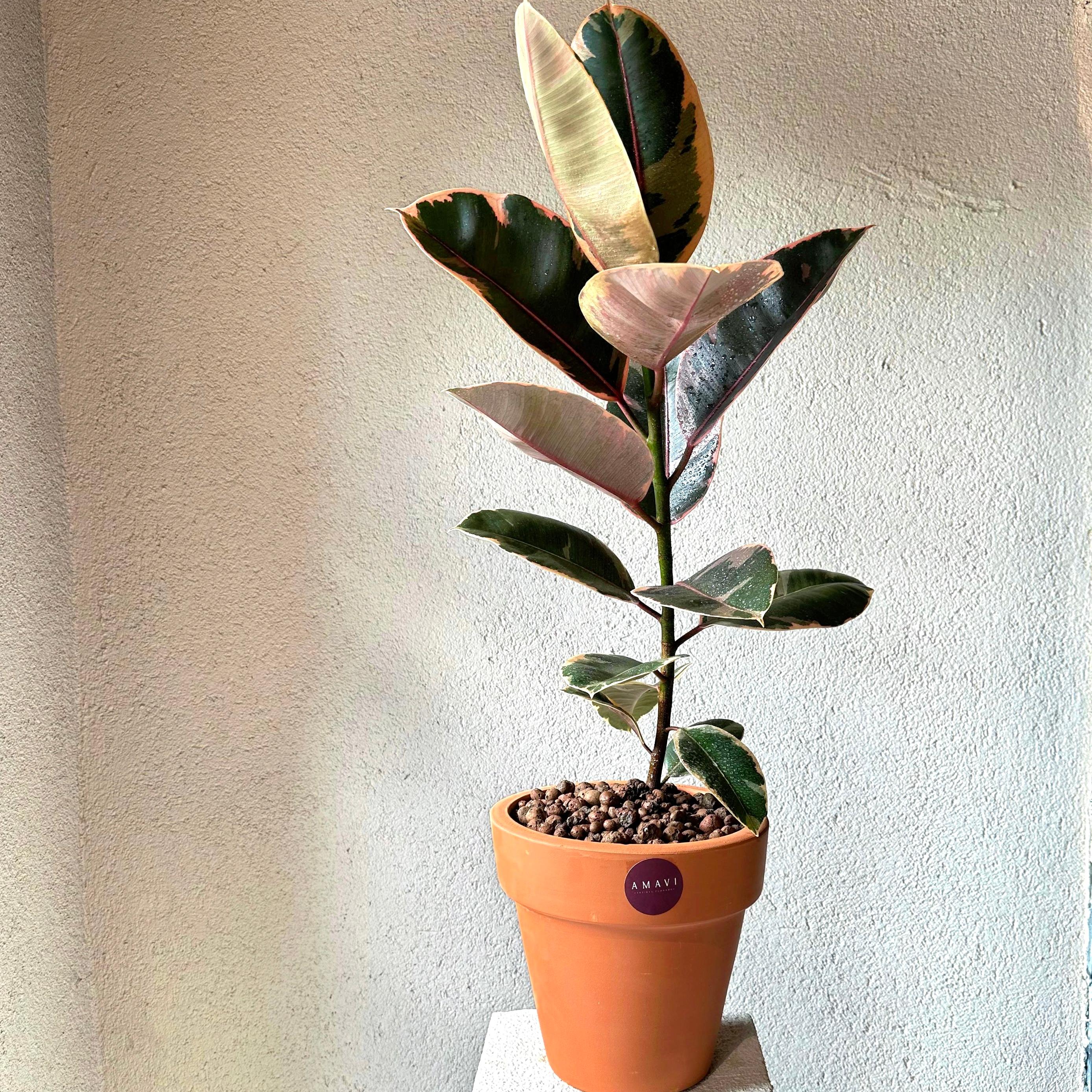 Terra Cotta Saksıda Ficus Lyrata