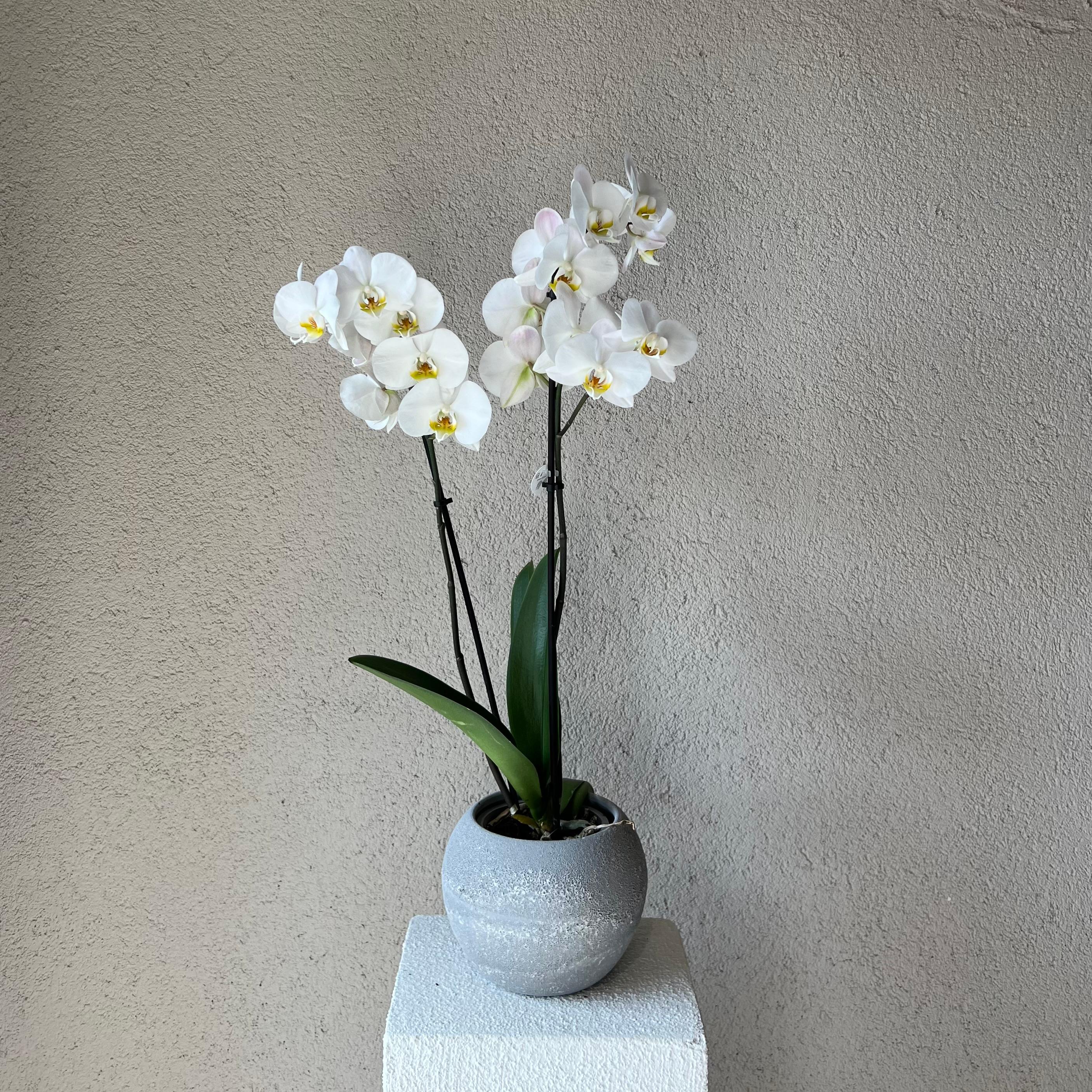 2 Dallı Yuvarlak Seramik Vazoda Orkide