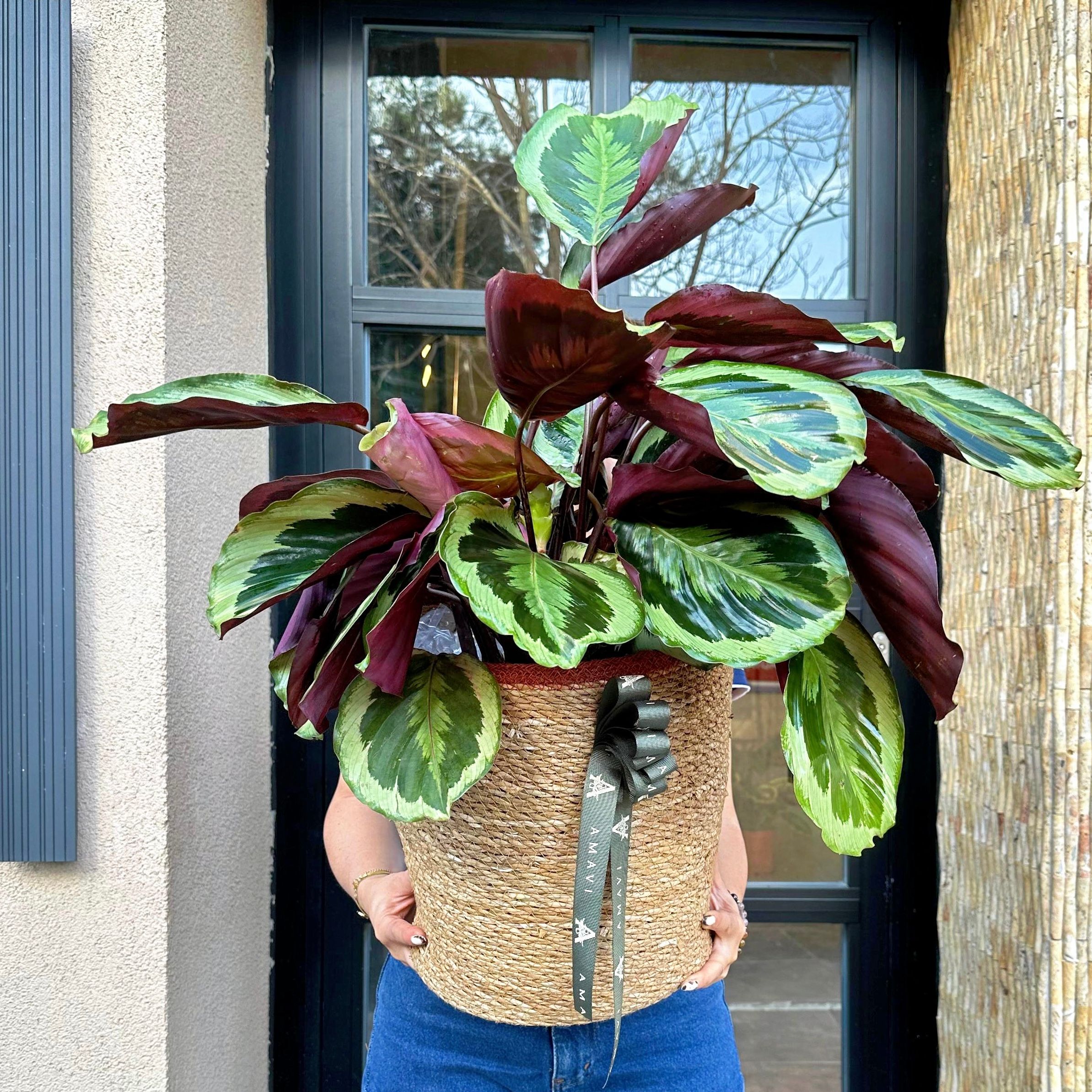 Sepette Calathea