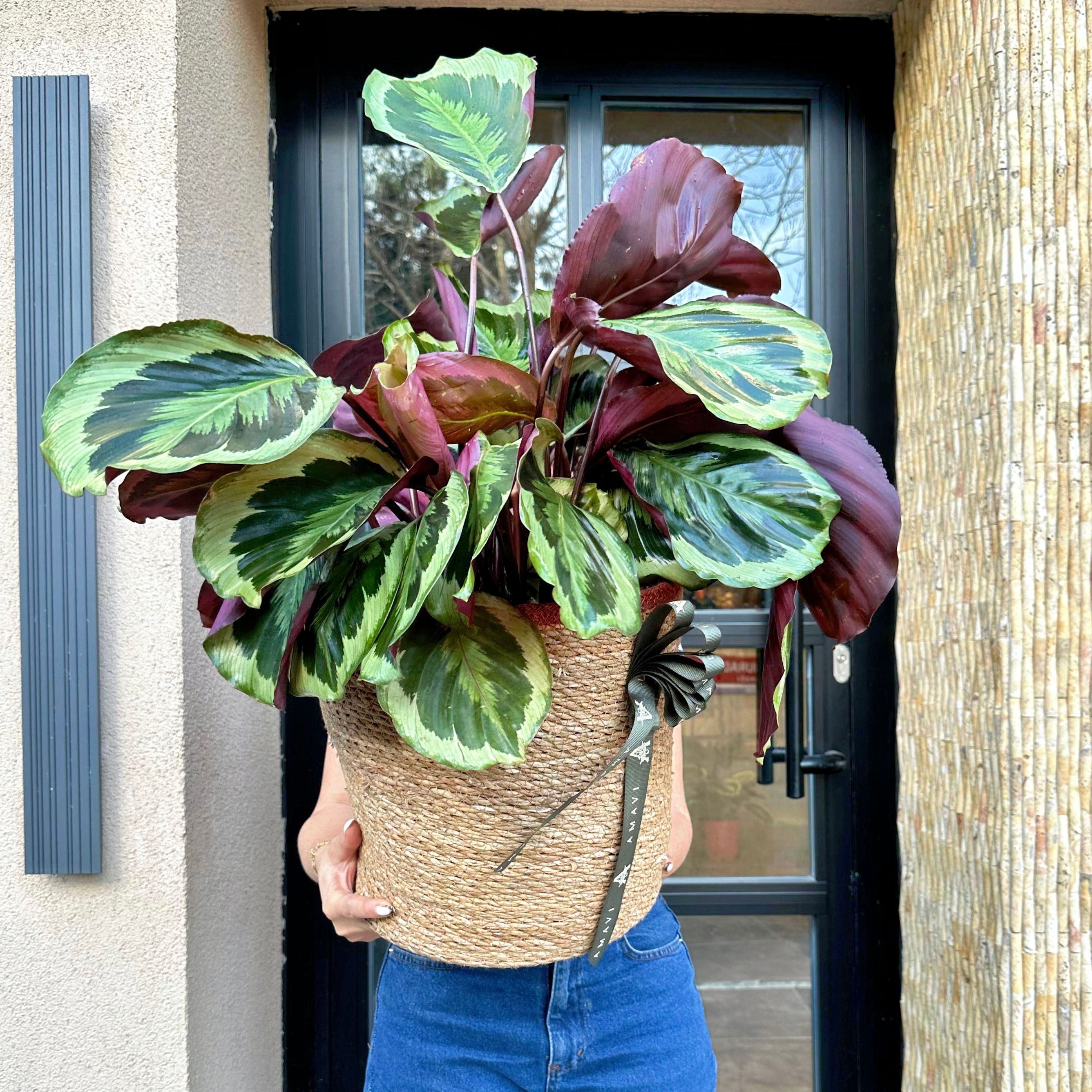 Sepette Calathea