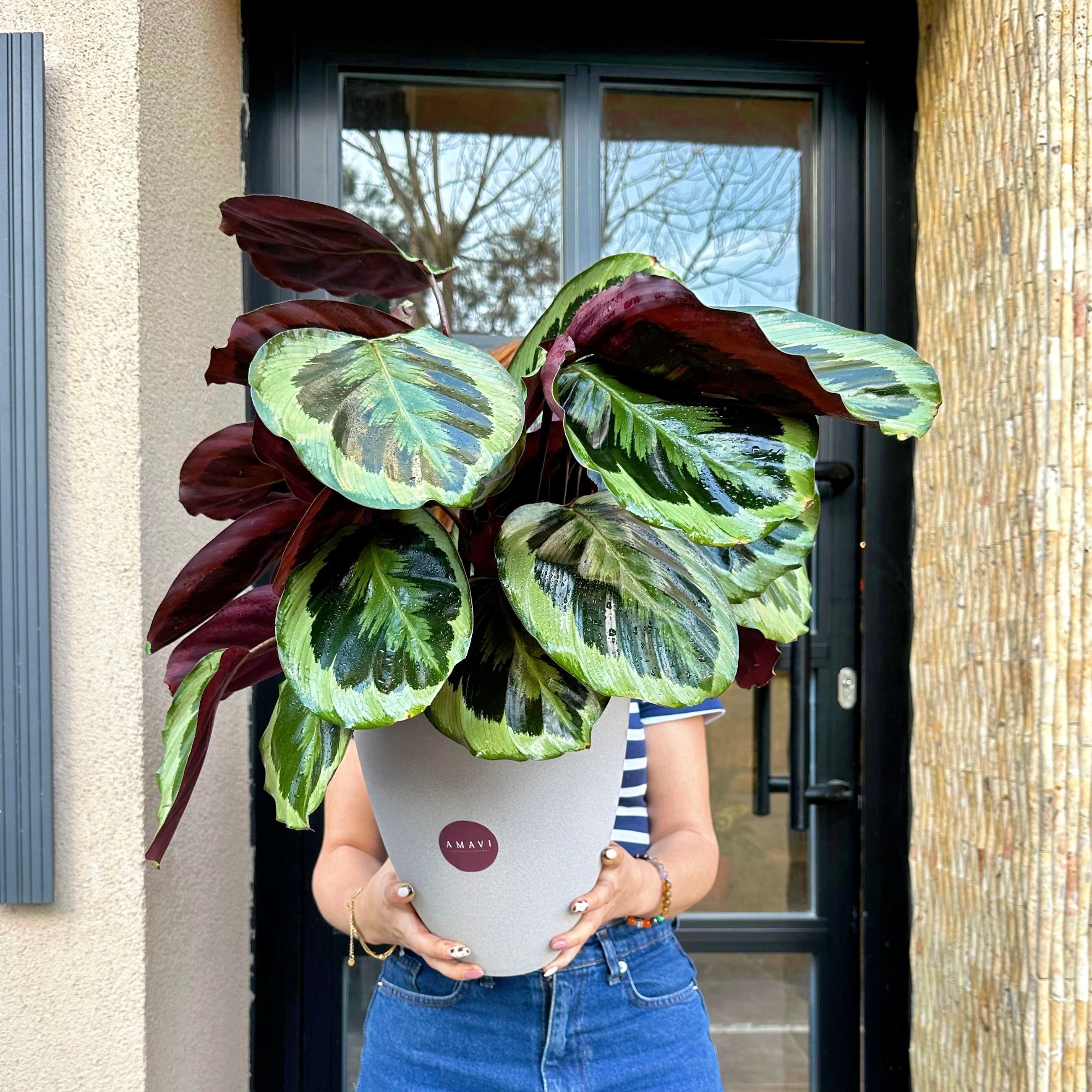 Özel Seramik Vazoda Calathea