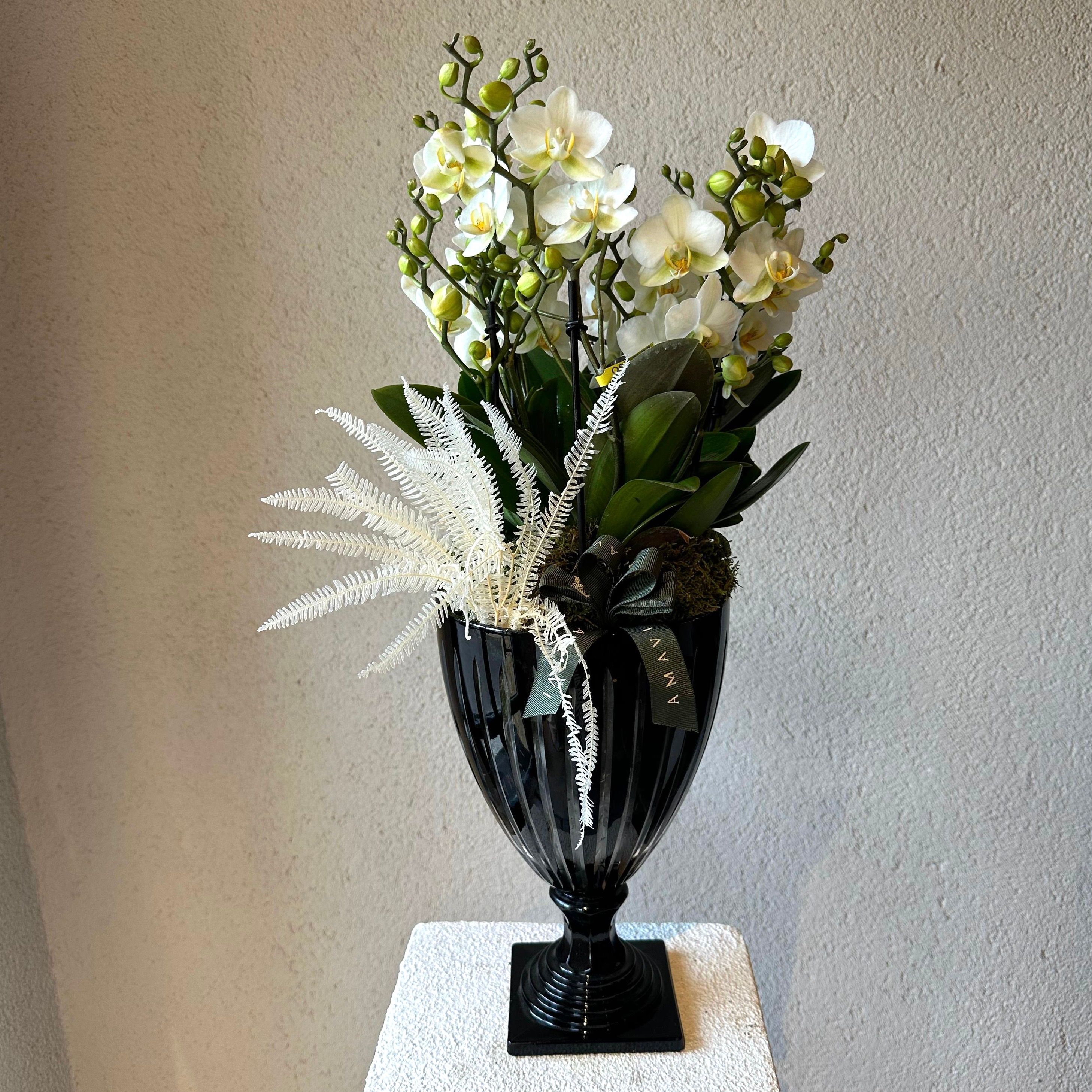 Multi Beyaz Midi Orkide Özel Cam Vazoda