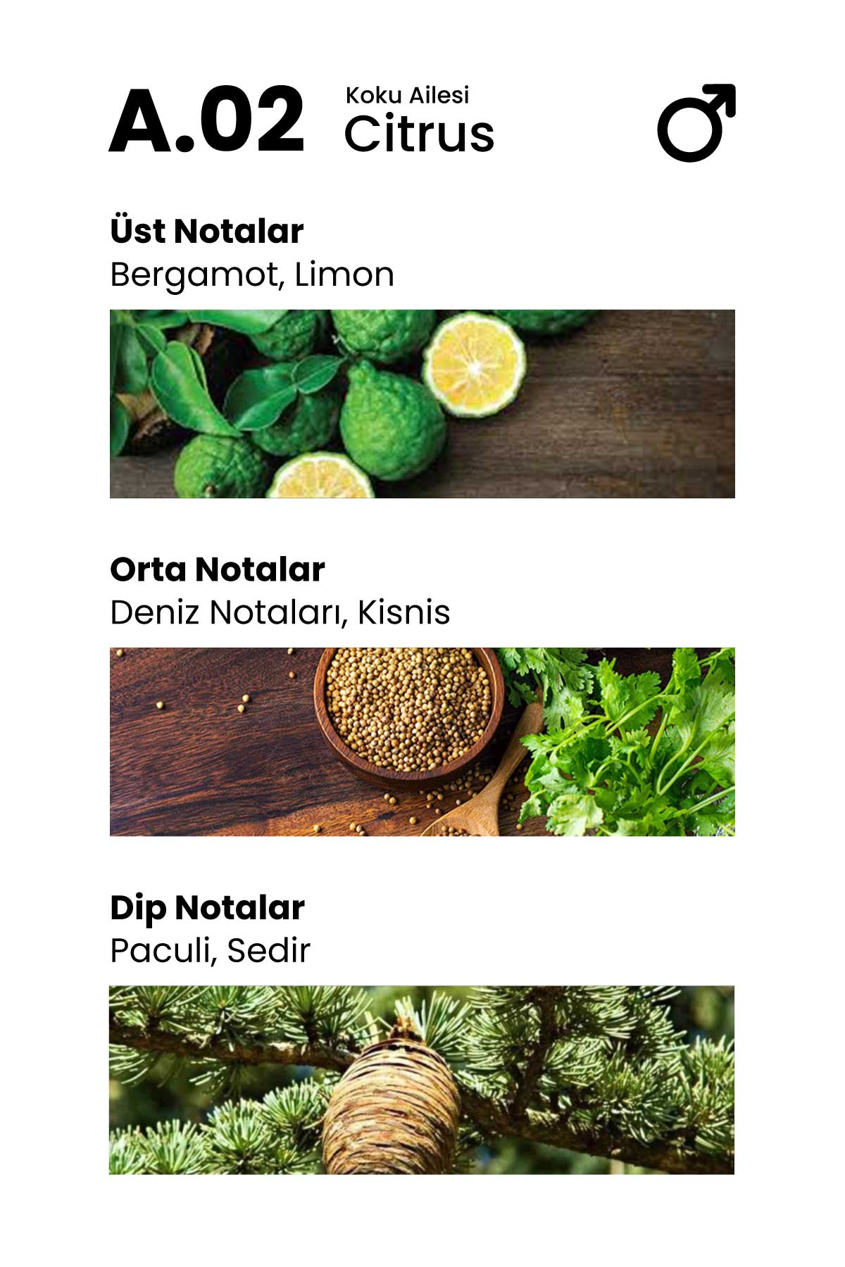 Carolina Paris A.02 Effective 30ml Erkek Parfüm 