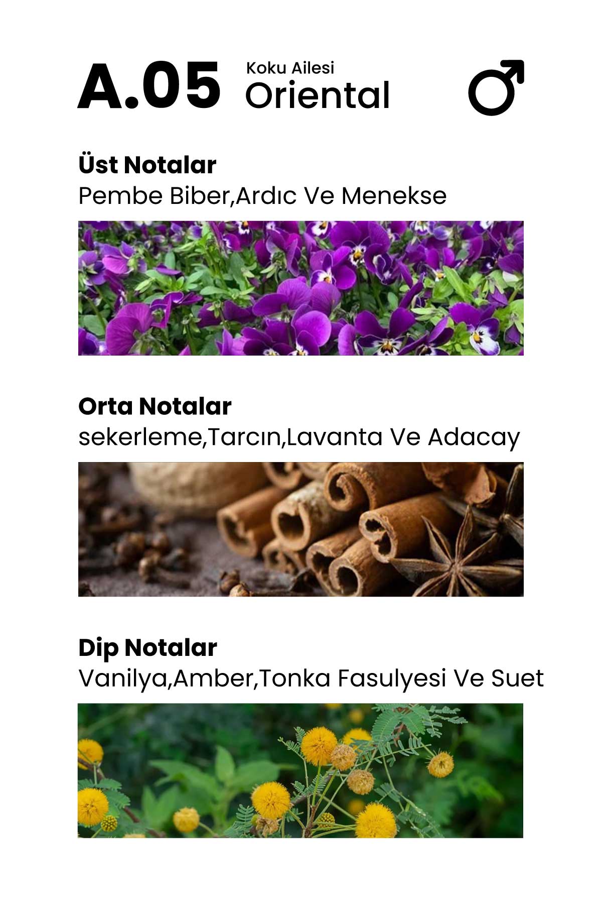 Carolina Paris A.05 Effective 50ml Erkek Parfüm – Baharatlı, Tatlı ve Derin Notalar