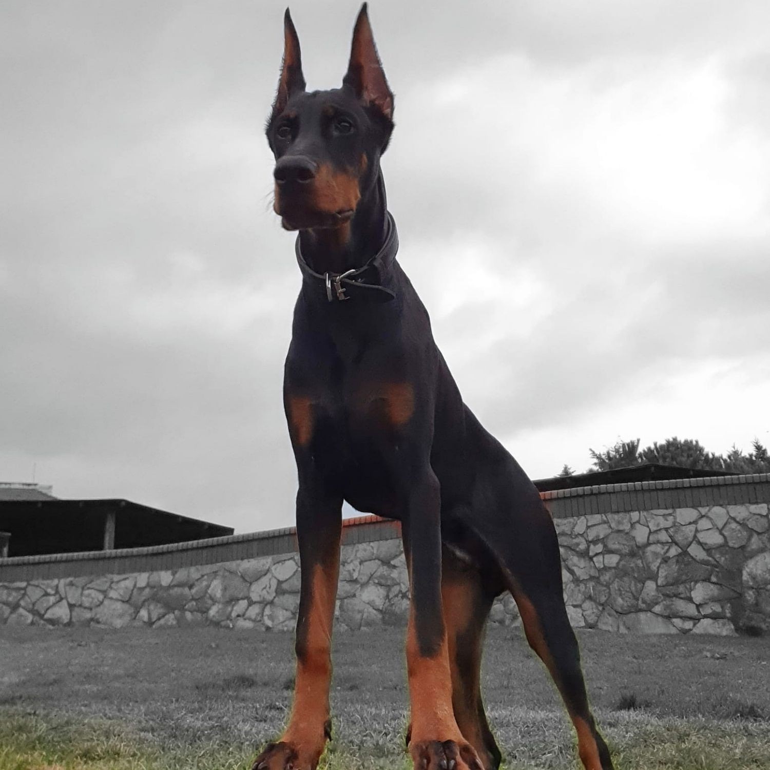 Rastro Doberman Kulak Dikleştirme Seti 