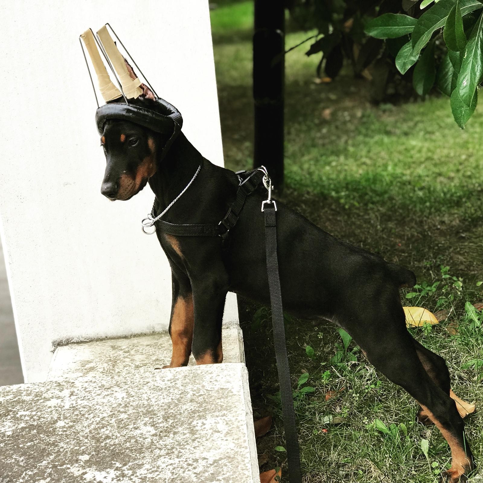 Rastro Doberman Kulak Dikleştirme Seti 