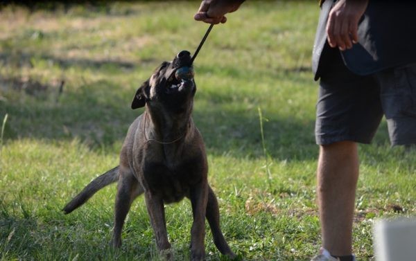 Rastro Köpek & Kedi Dayanıklı Isırma Topu Diş Kaşımaya Yardımcı Eğitim Oyun Topu