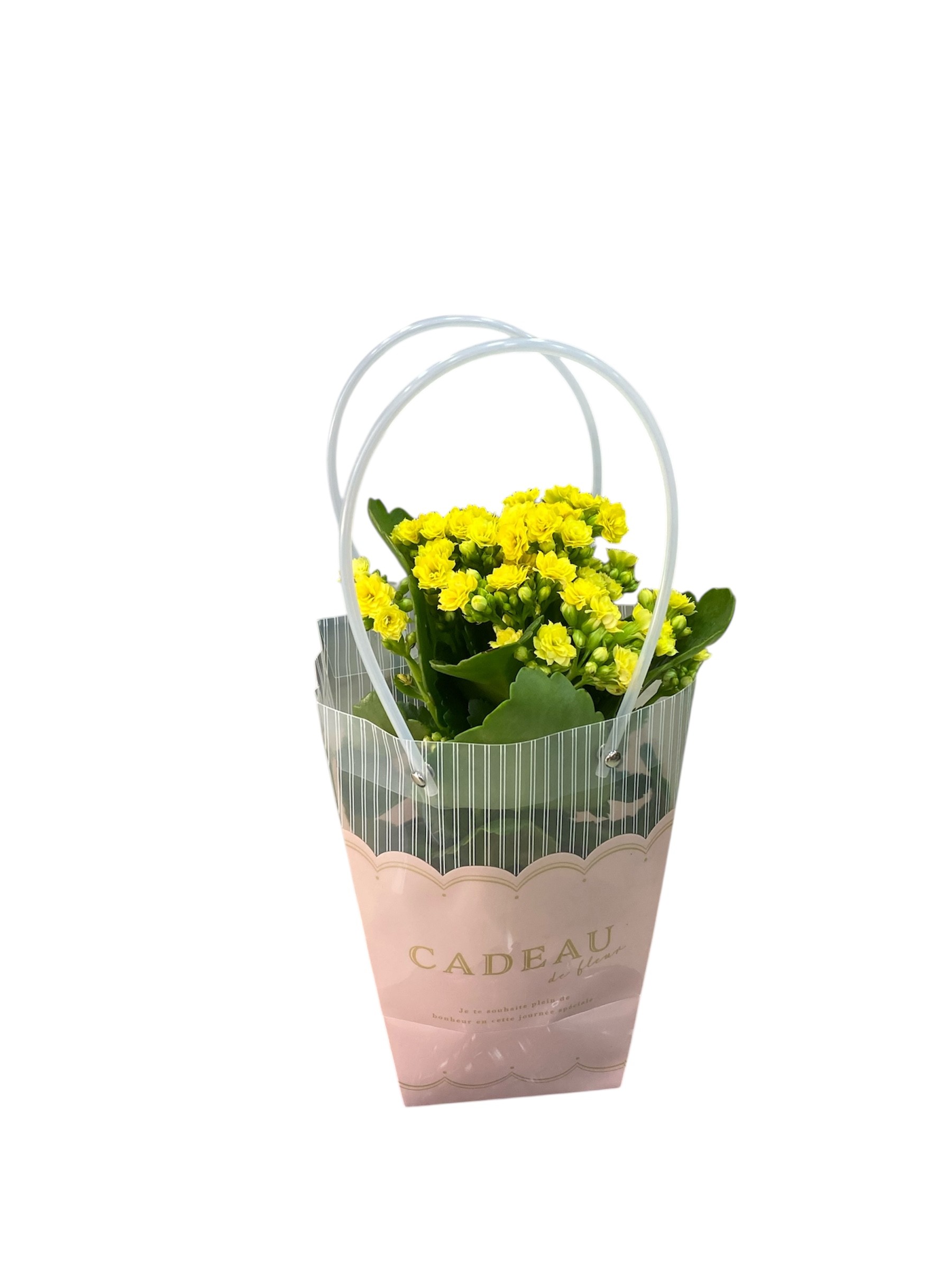 Özel Çantasında Sarı Kalanchoe Çiçeği