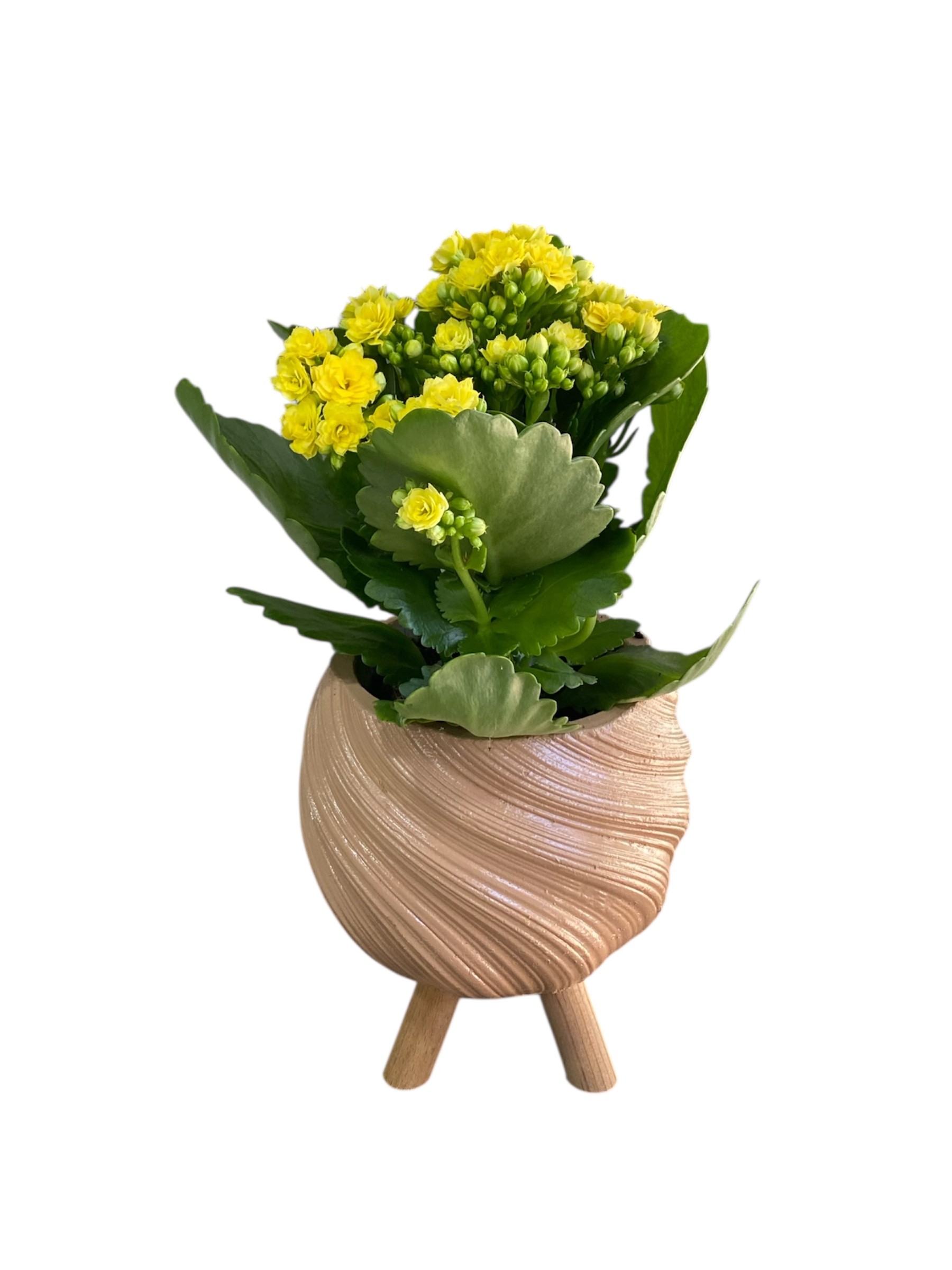 Spiral Saksısında Sarı Kalanchoe Çiçeği