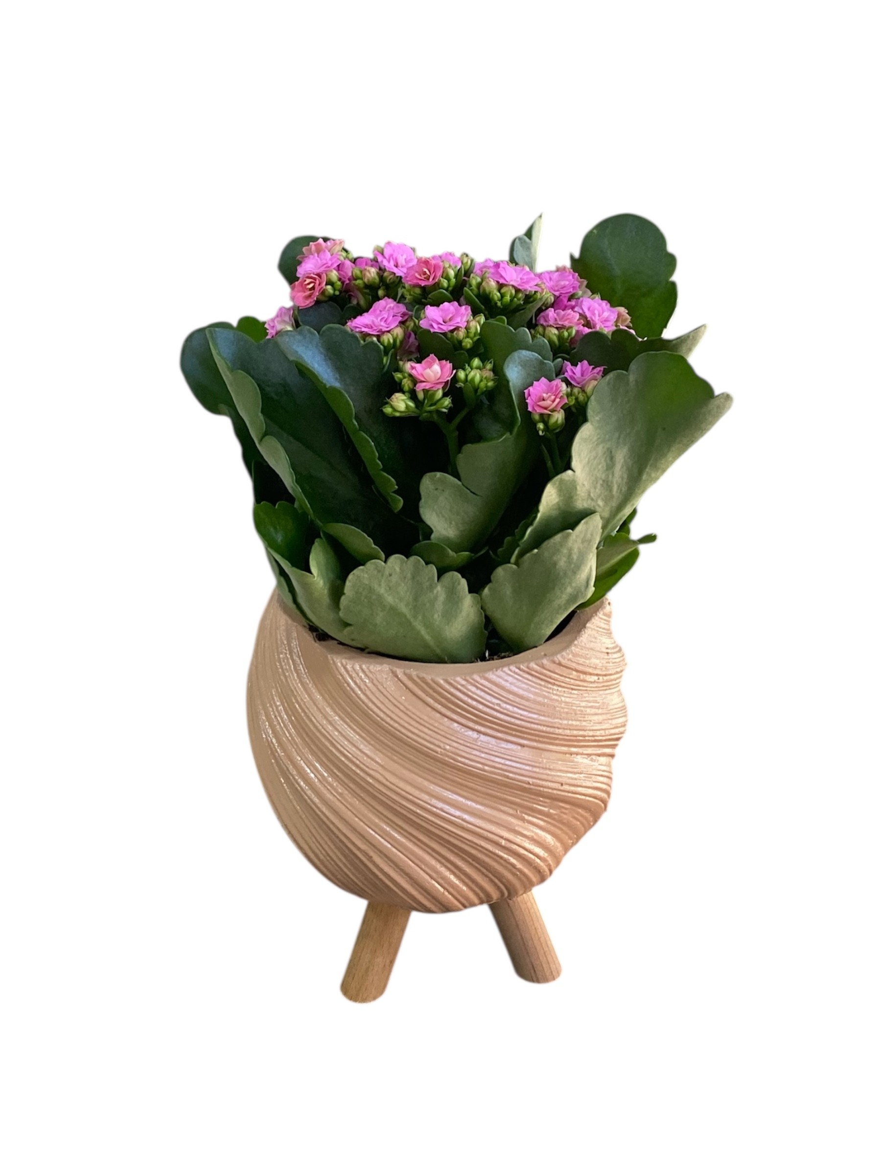 Spiral Saksısında Pembe Kalanchoe Çiçeği