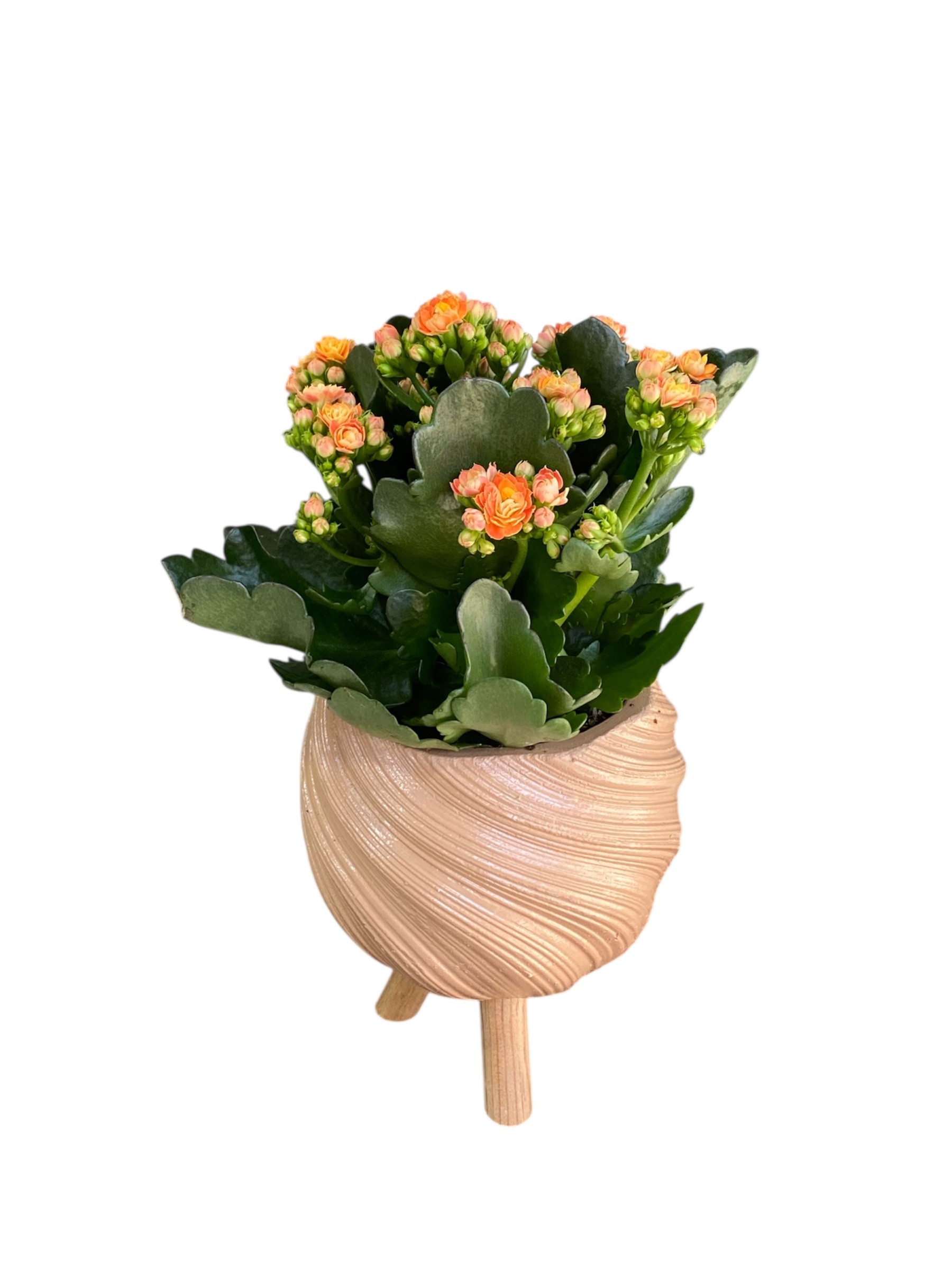 Spiral Saksısında Turuncu Kalanchoe Çiçeği