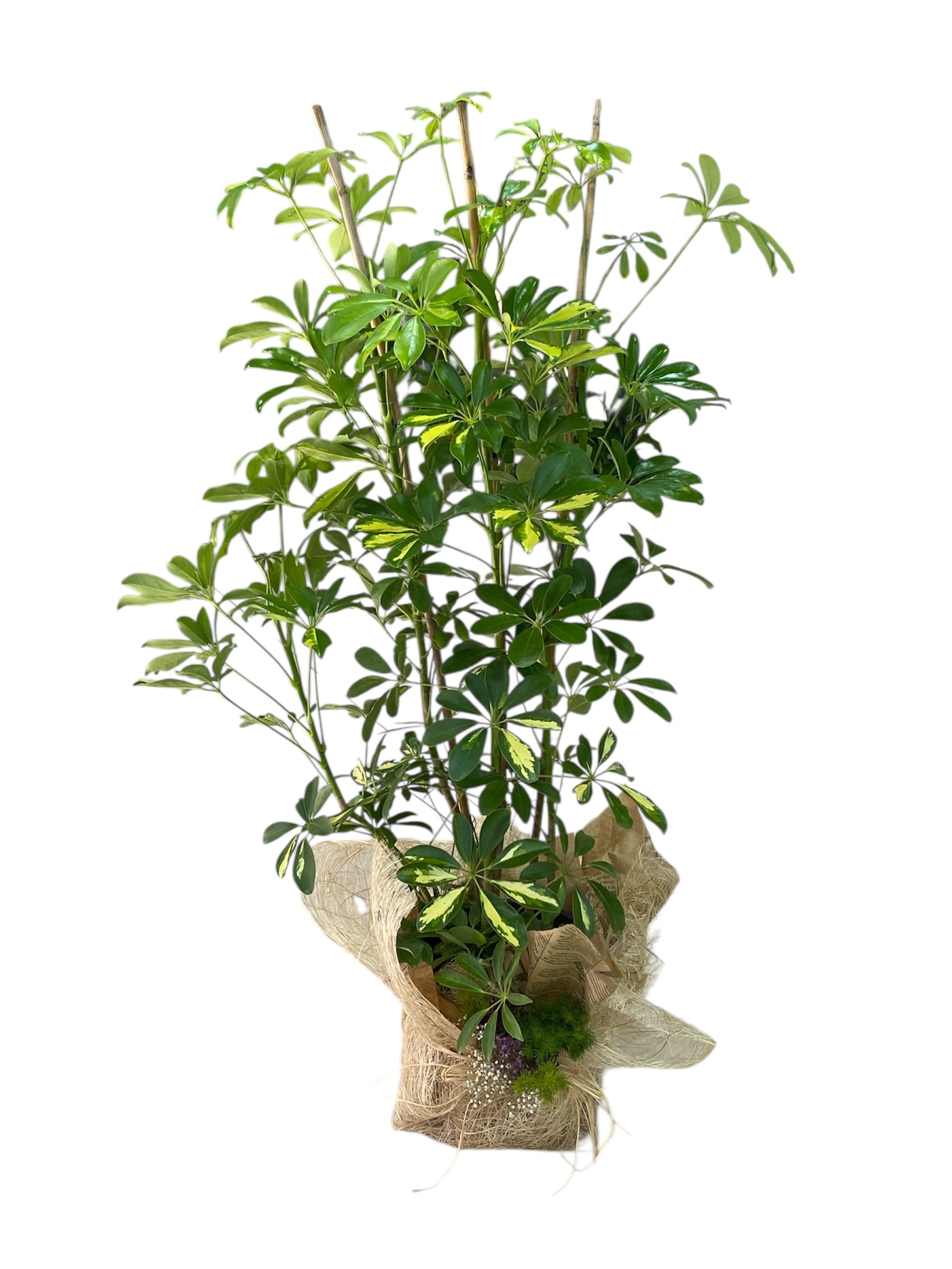 Schefflera Bitkisi