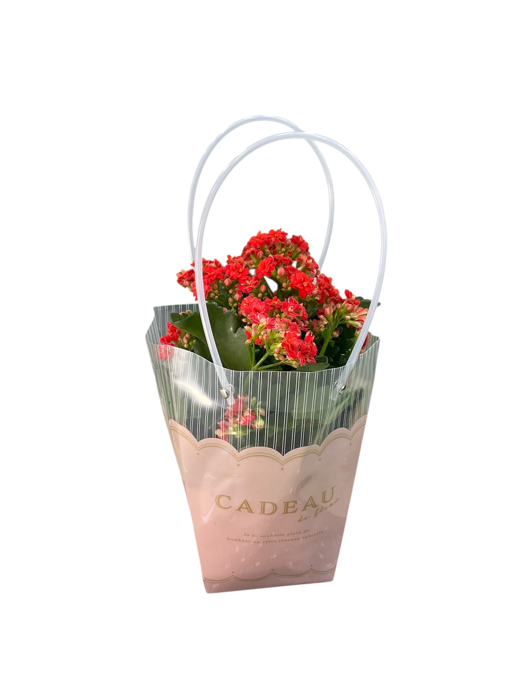 Özel Çantasında Kırmızı Kalanchoe Çiçeği