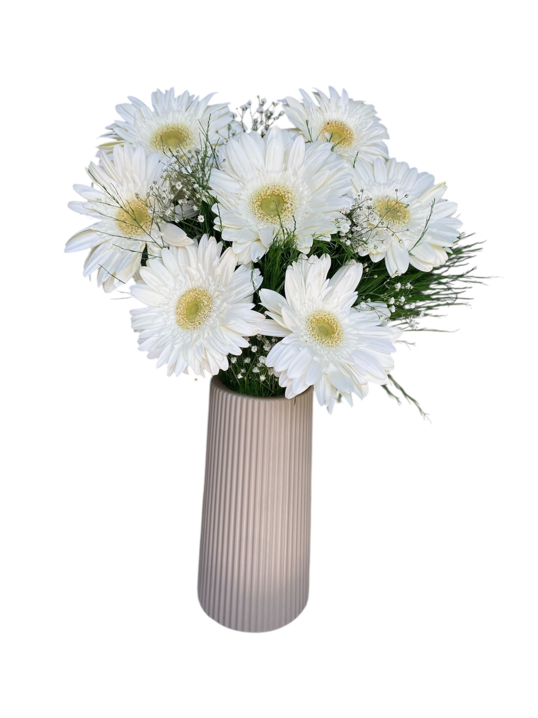 Bej Çizgili Vazosunda 7'li Beyaz Gerbera