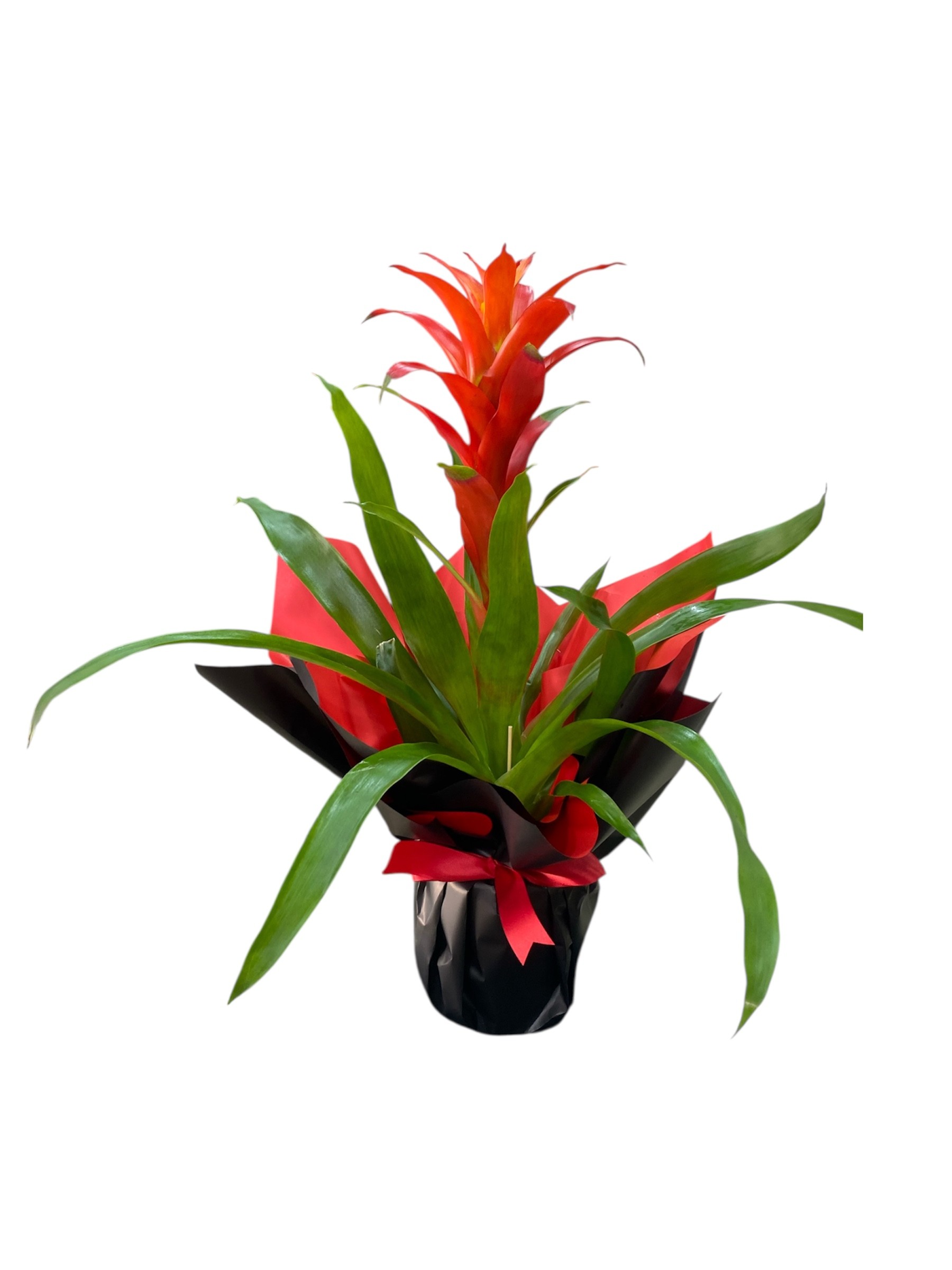 Siyah Buket Kağıdında Guzmania Çiçeği