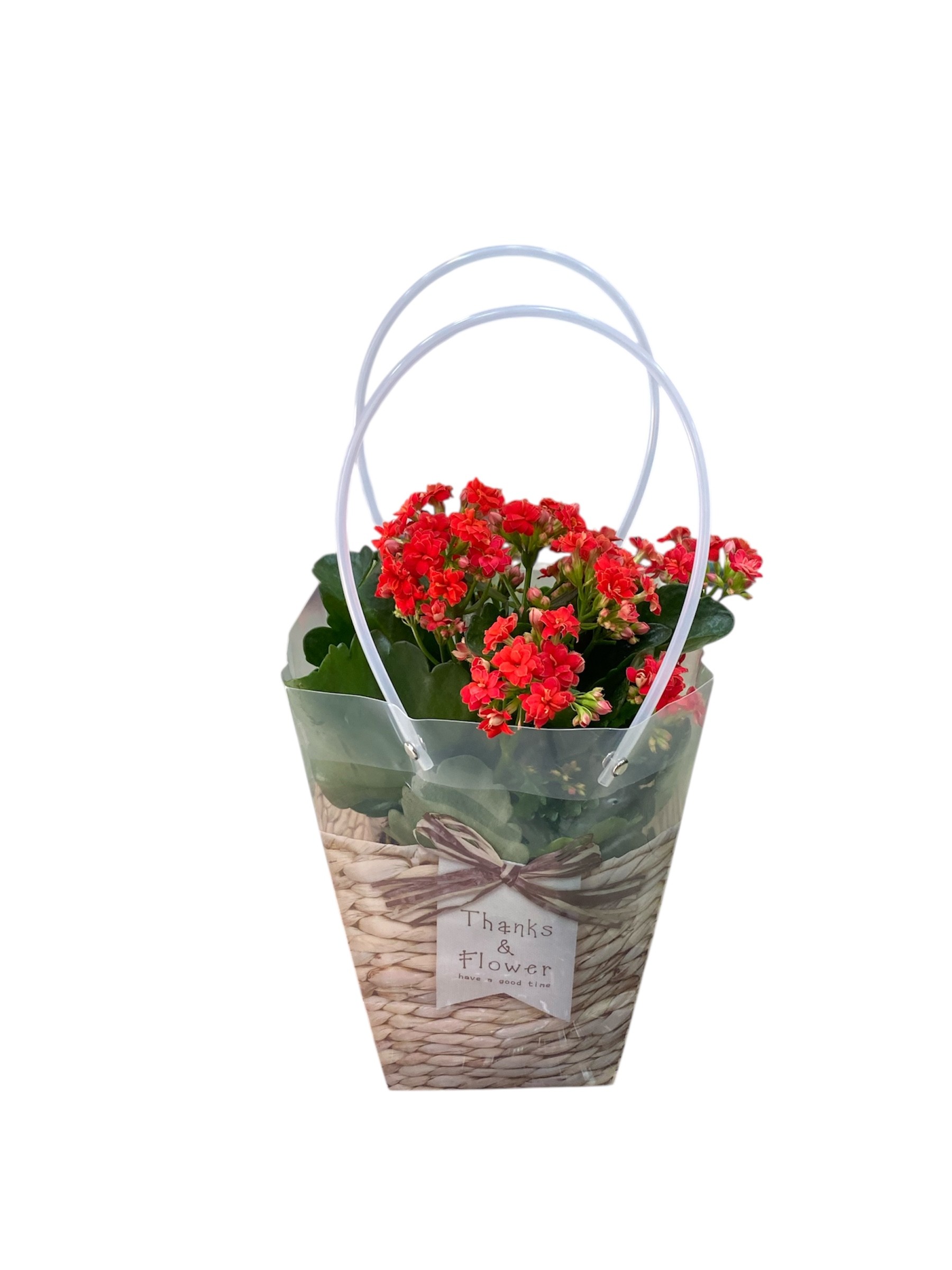 Özel Çantasında Kırmızı Kalanchoe Çiçeği