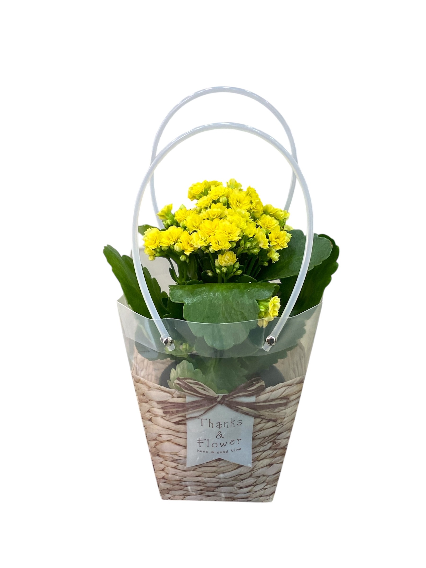 Özel Çantasında Sarı Kalanchoe Çiçeği