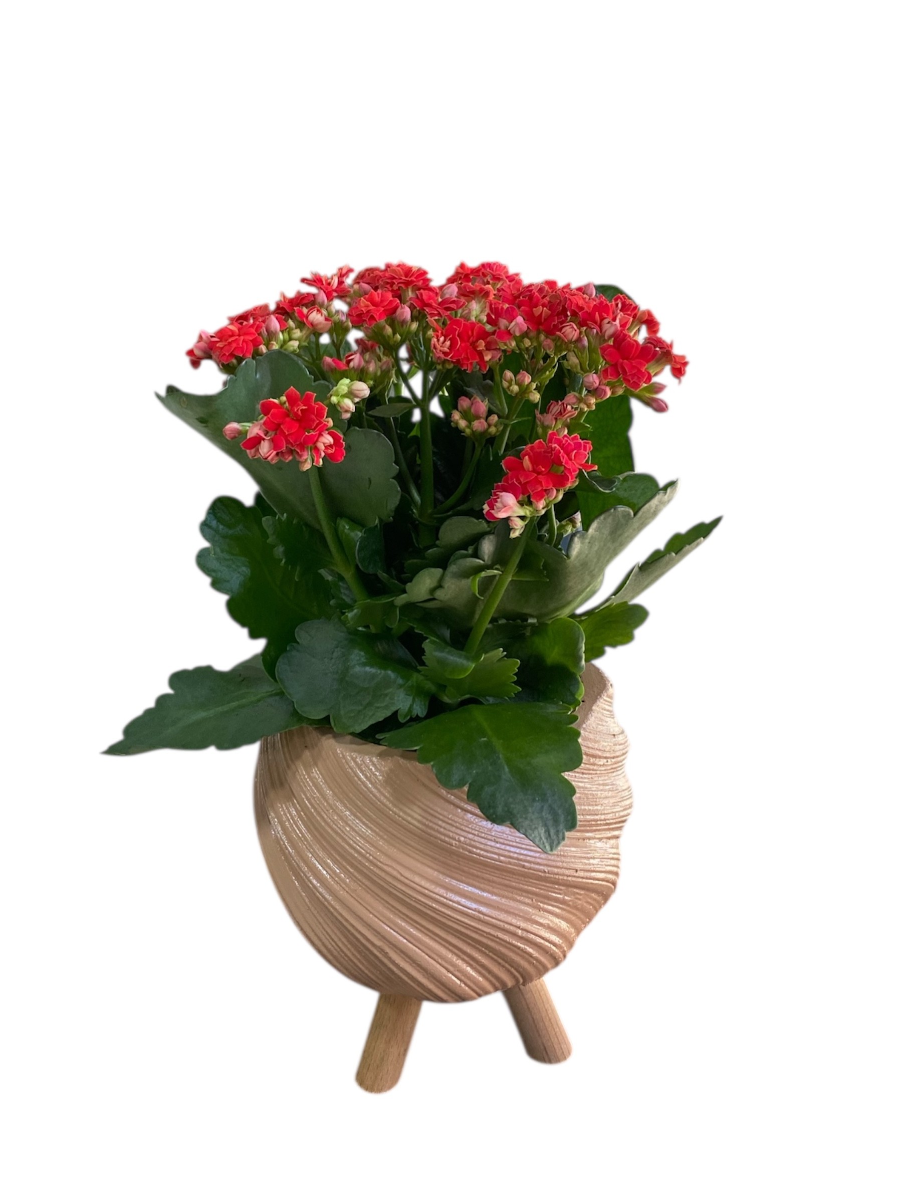 Spiral Saksısında Kırmızı Kalanchoe Çiçeği